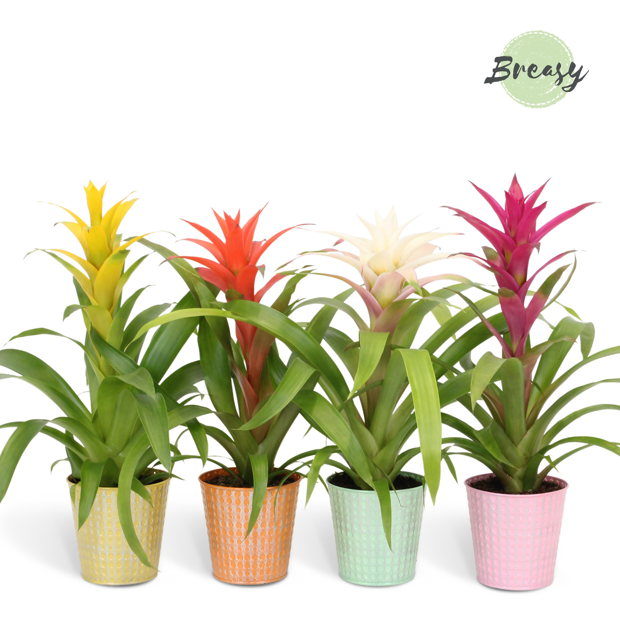 Guzmania Cupcake - 13cm in Orlando | Mimesis, D 12