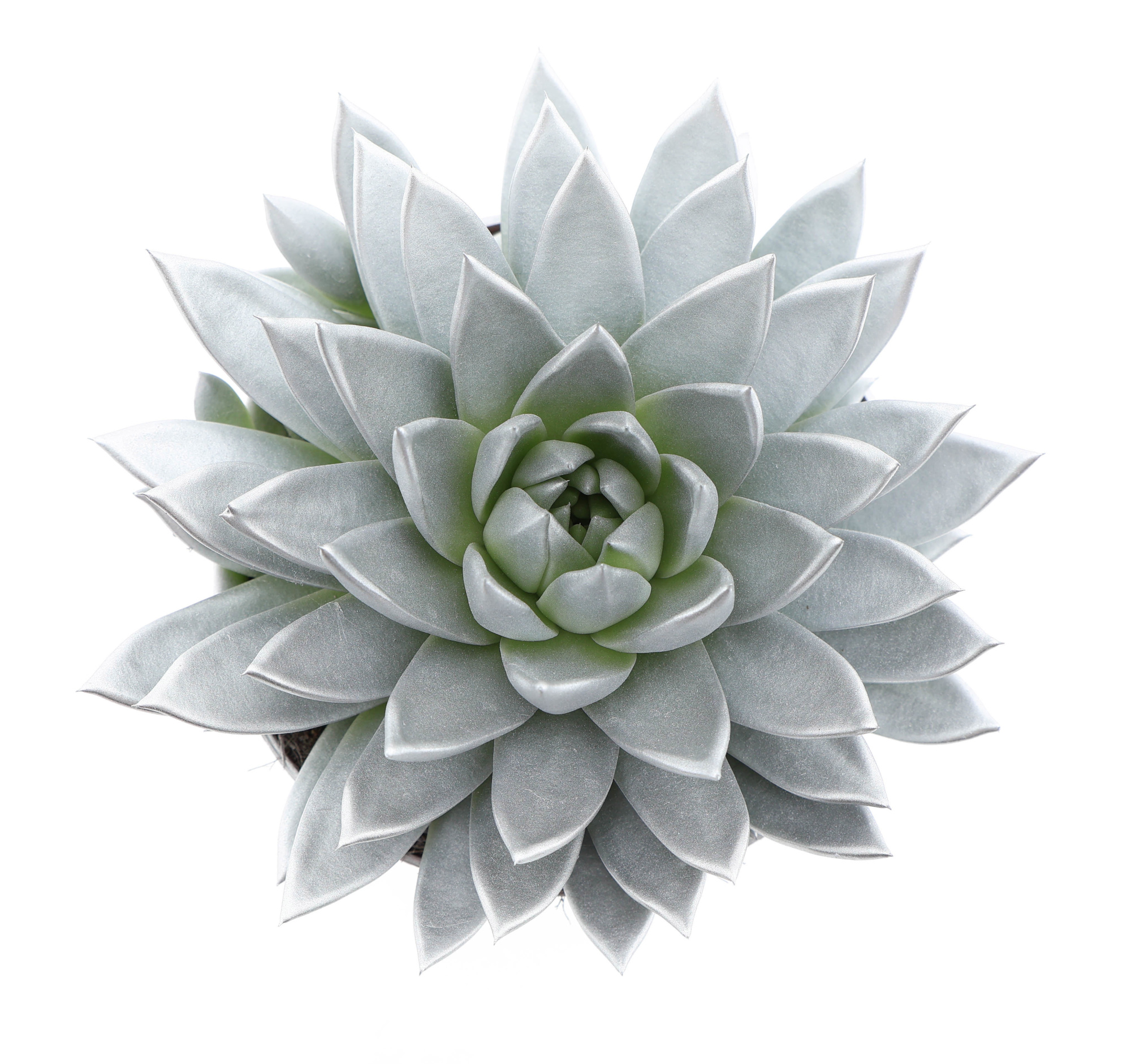 Rainbow silver, D 17