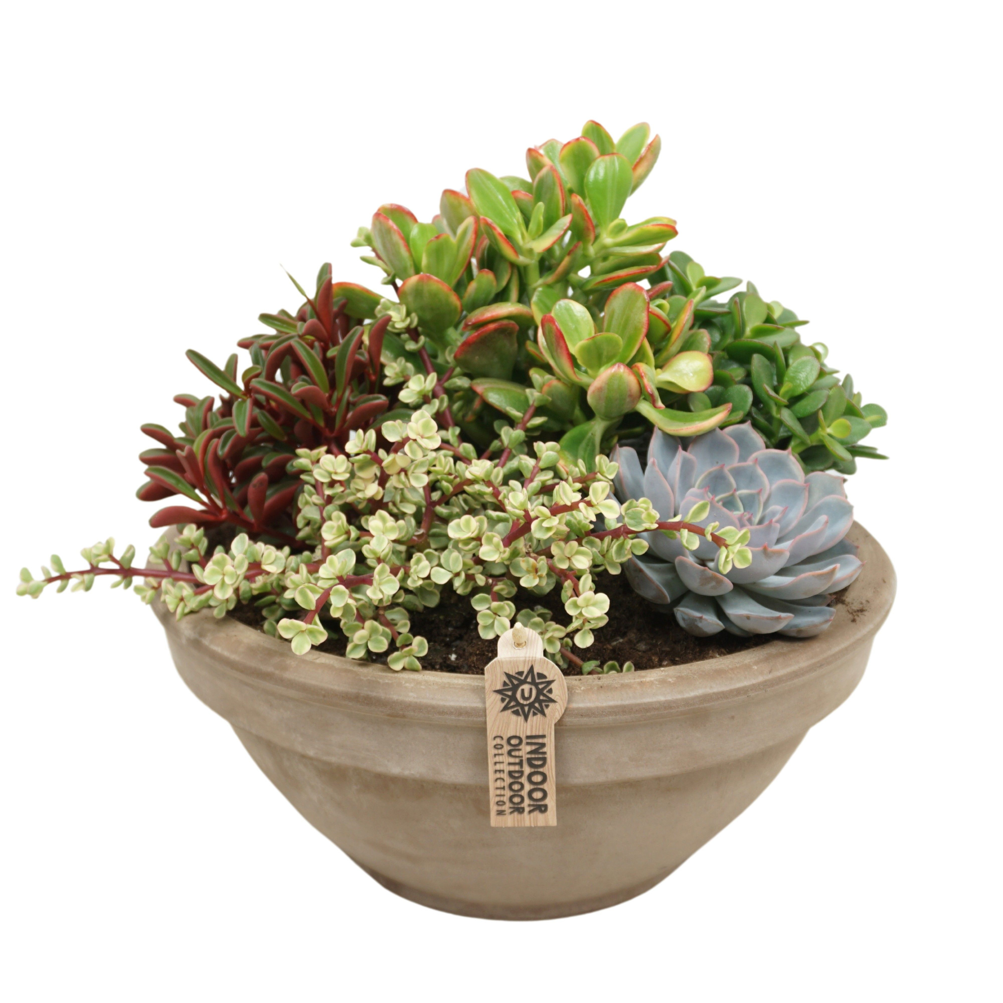 Succulent arrangement in 35 cm 'Grijze Schaal', D 35