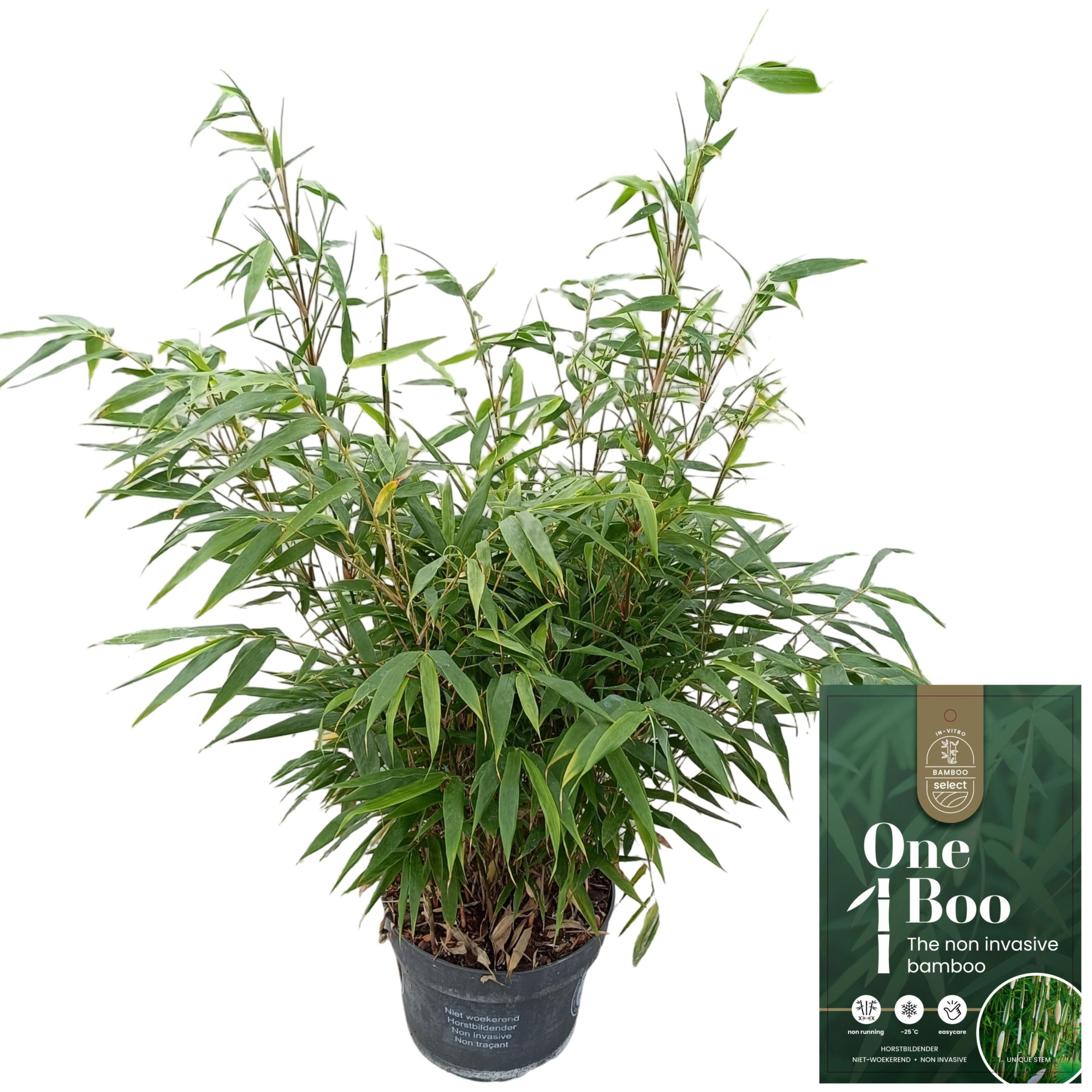 Fargesia robusta 'Pingwu' C5, D 23