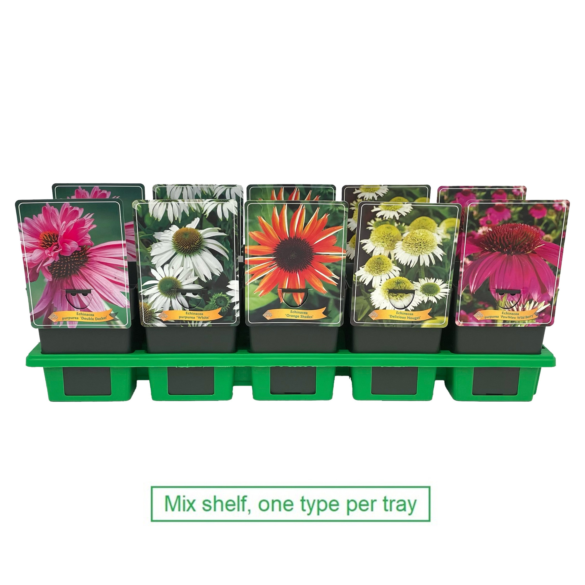 Echinacea mix laag P11, D 11