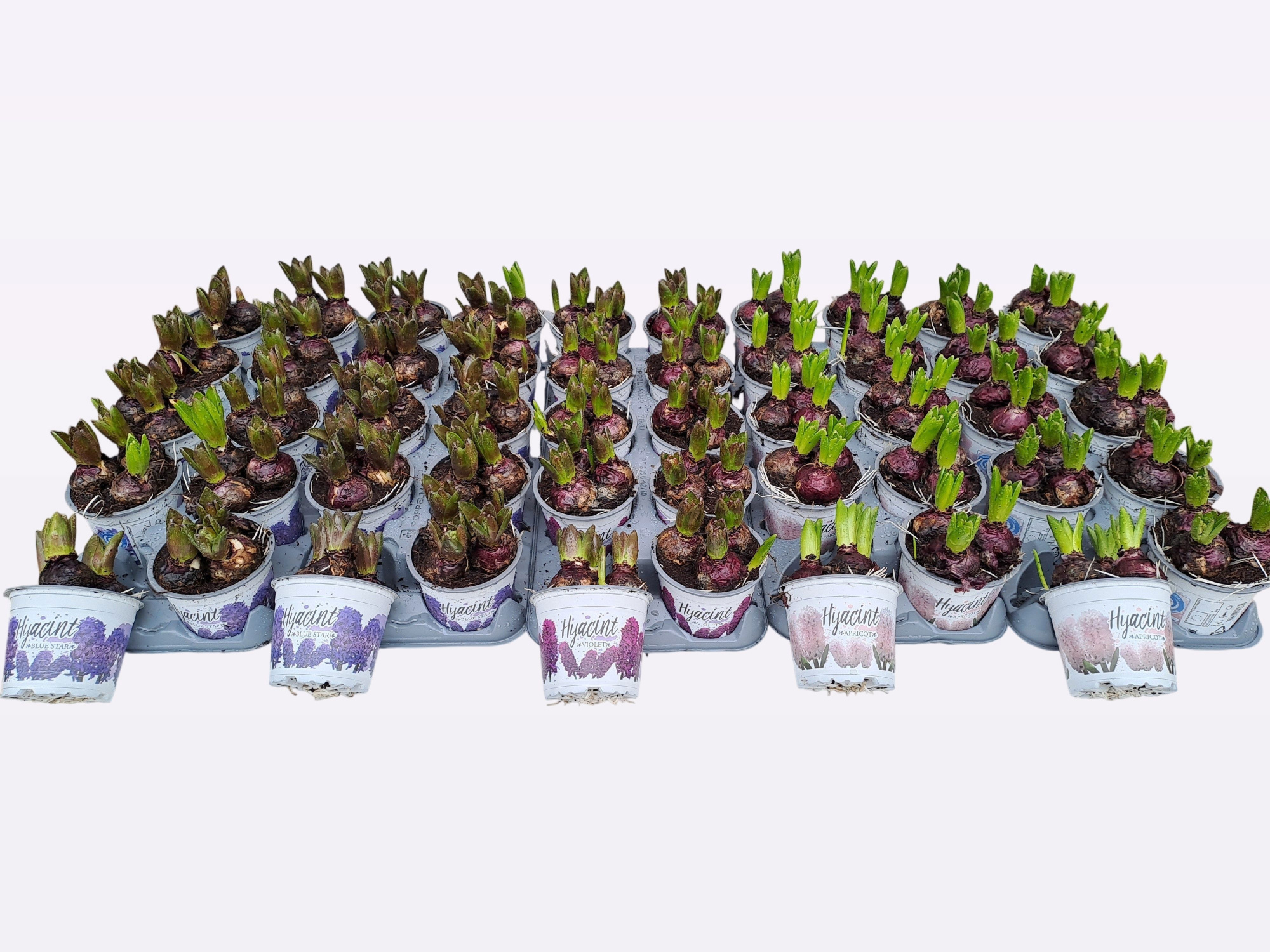 Hyacint 3 kleuren, D 12