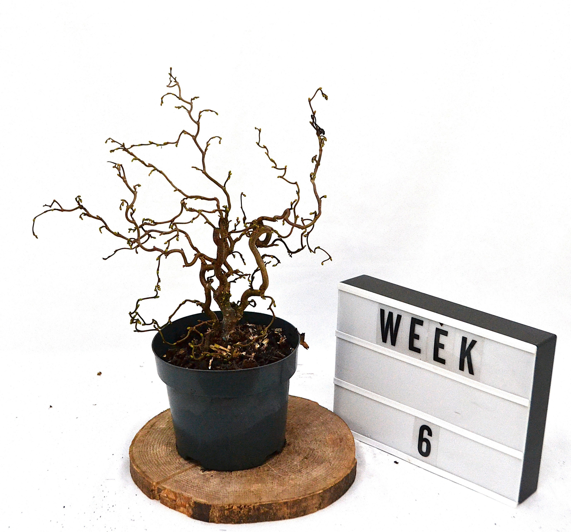 Corylus avellana Medusa C3, D 19