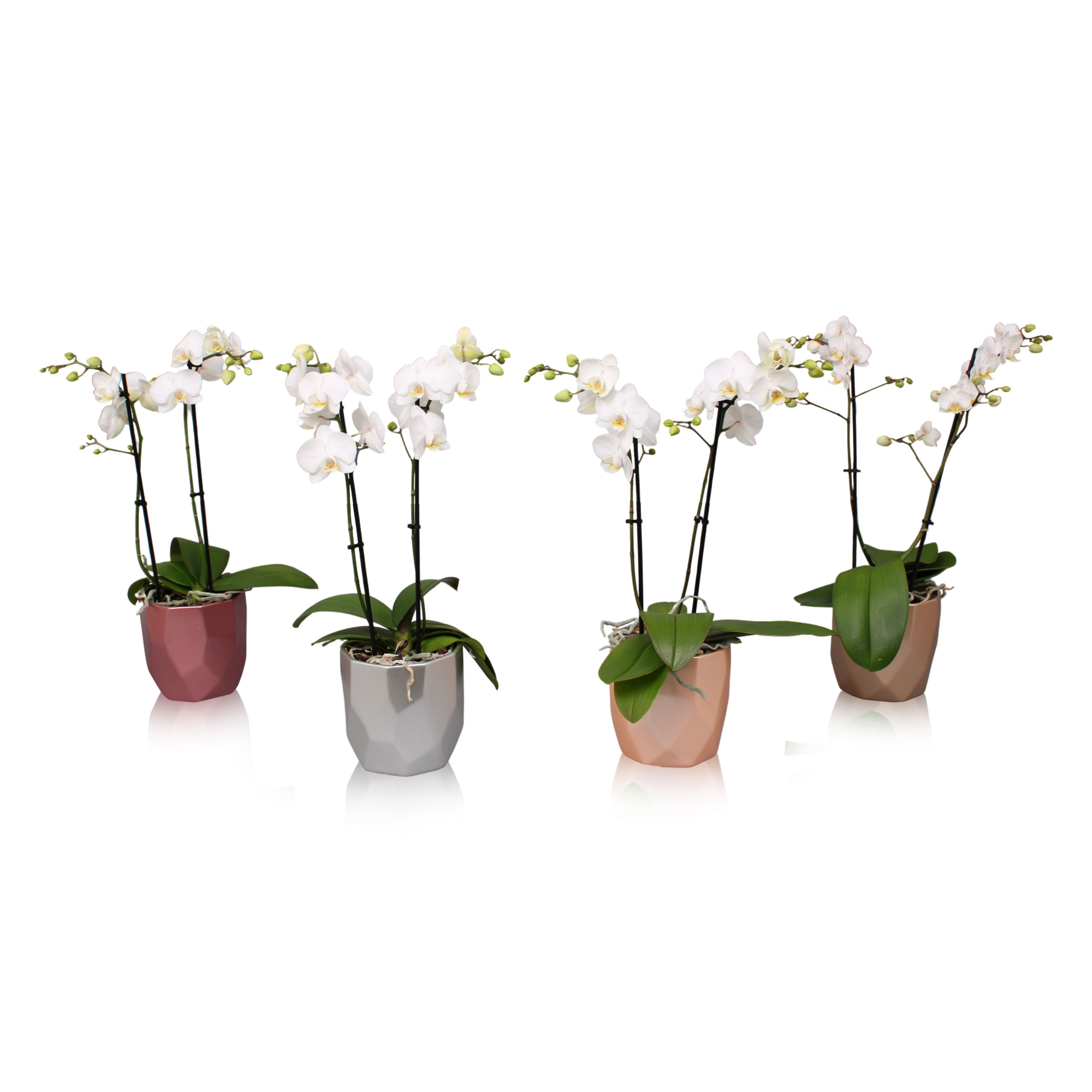 Phal. Multi 2-tak wit in BGC969 Vlakkenpot Metallic, D 12