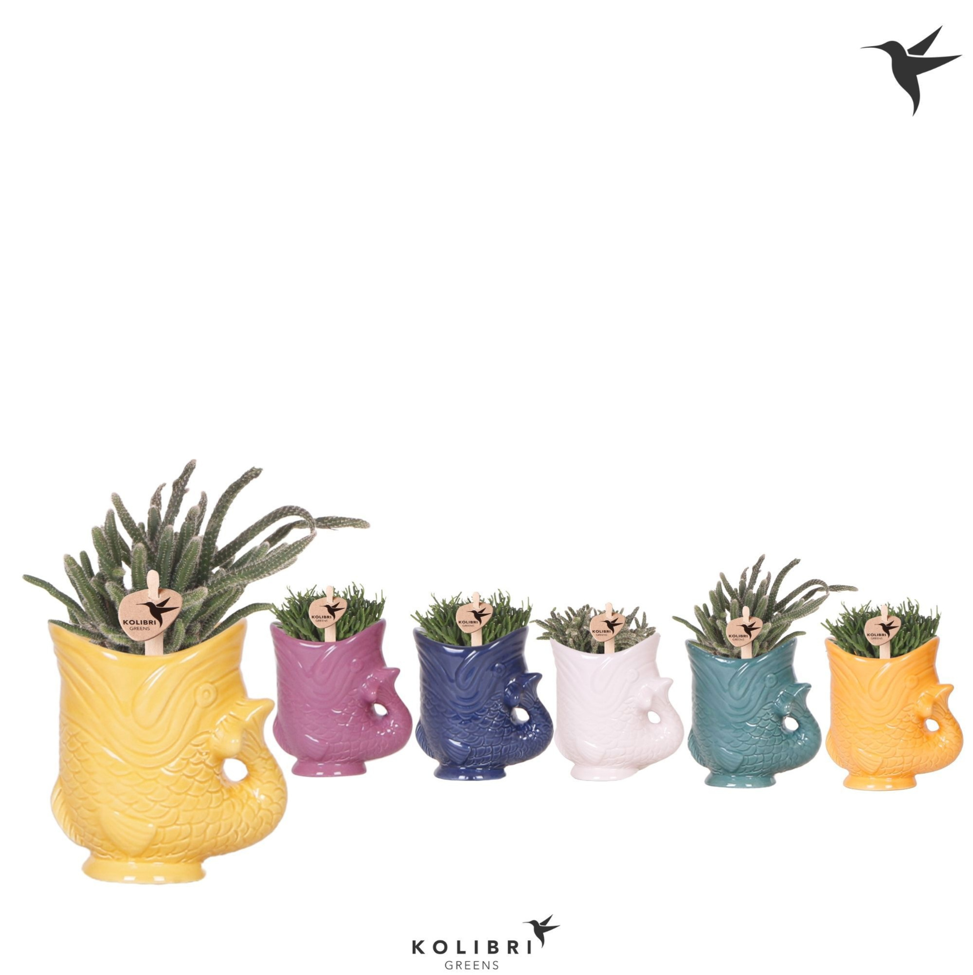 Kolibri Greens Rhipsalis mix in Fish pot mix, D 6