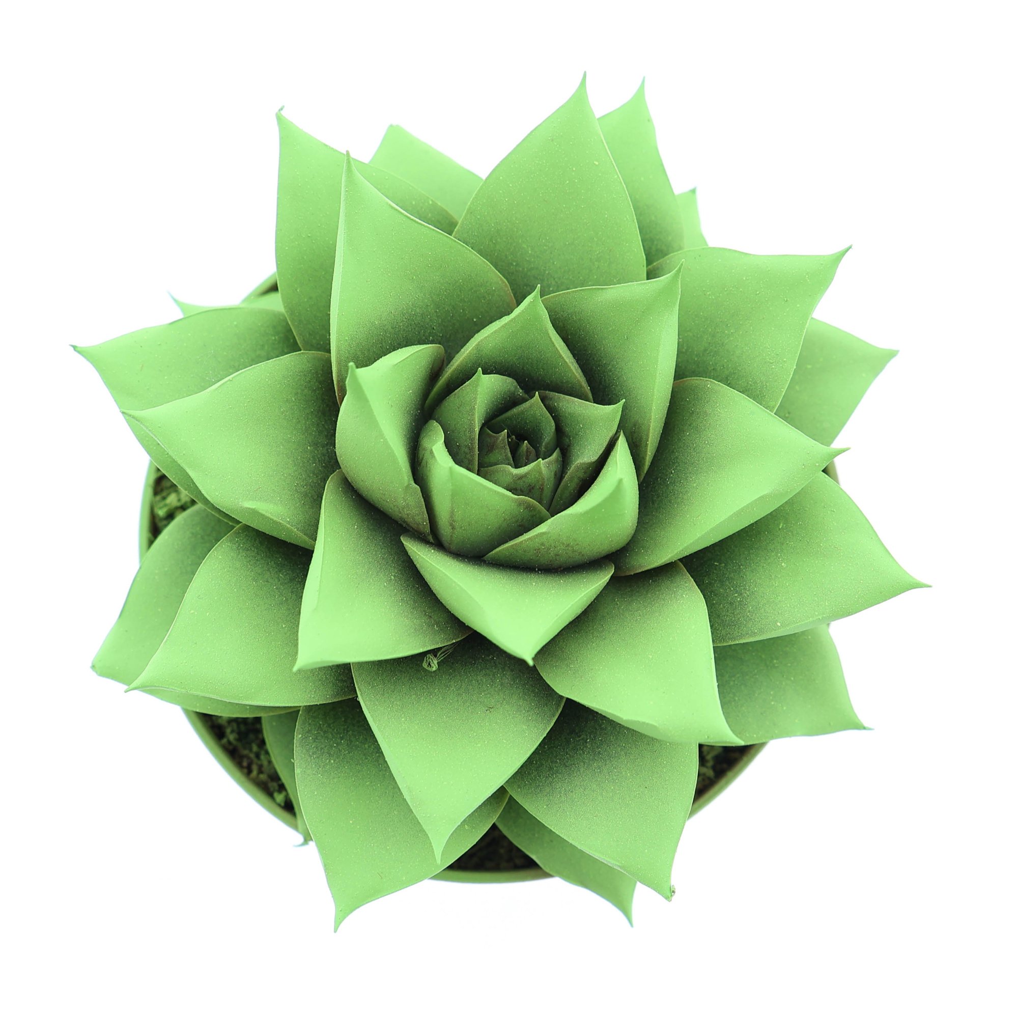 Rainbow purper bright green, D 8,5