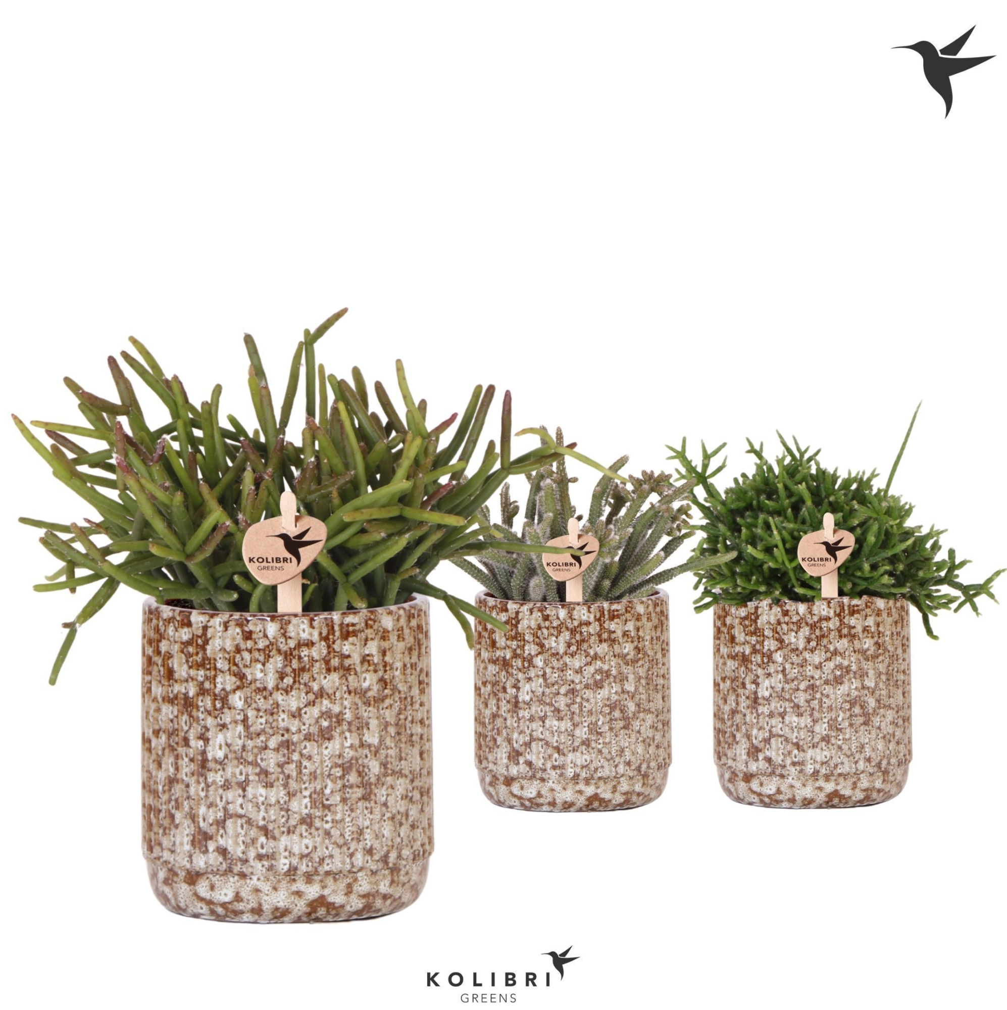 Kolibri Greens Rhipsalis mix in Jaguar pot, D 9