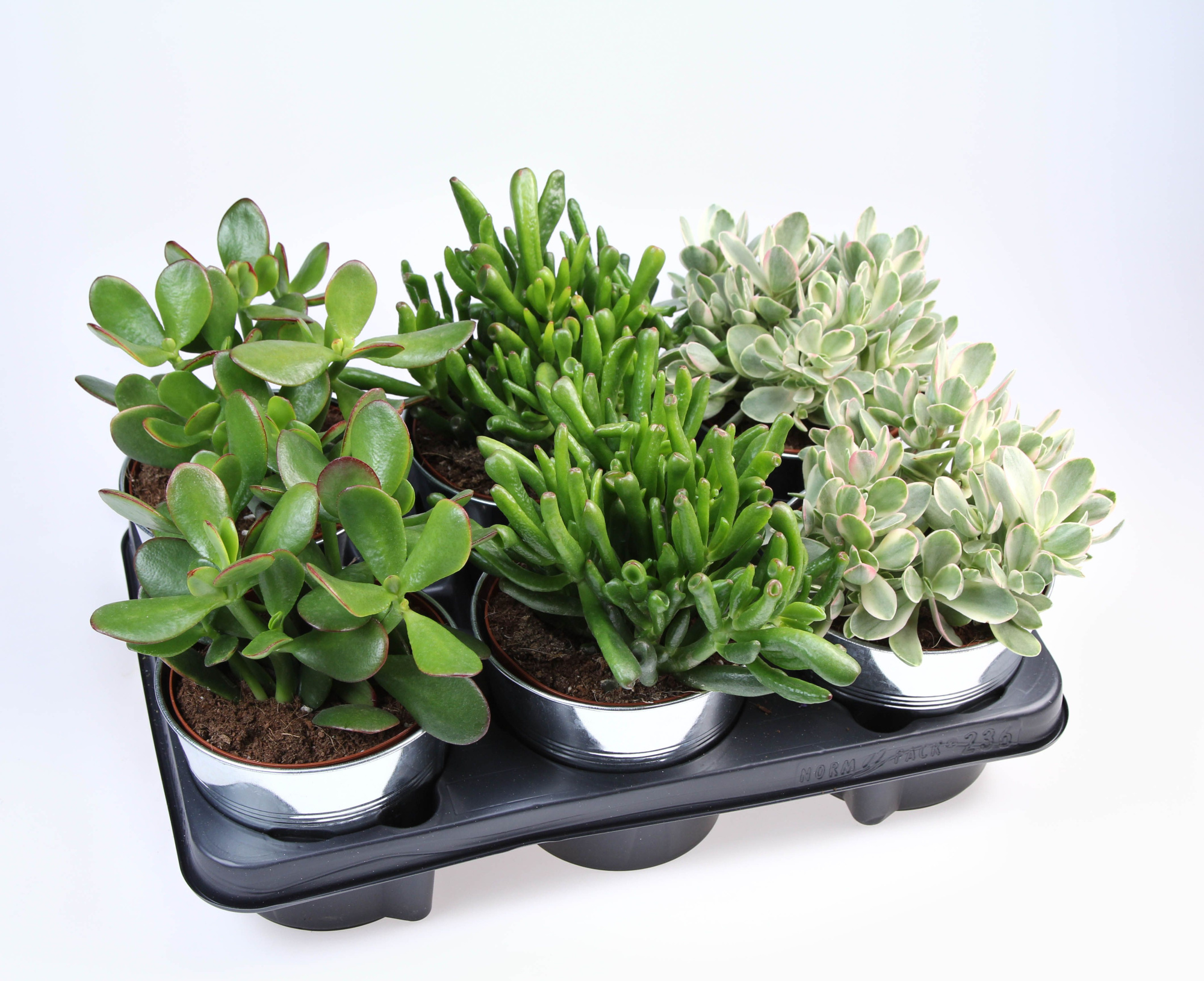 Crassula mixz in Zinkpot, D 12