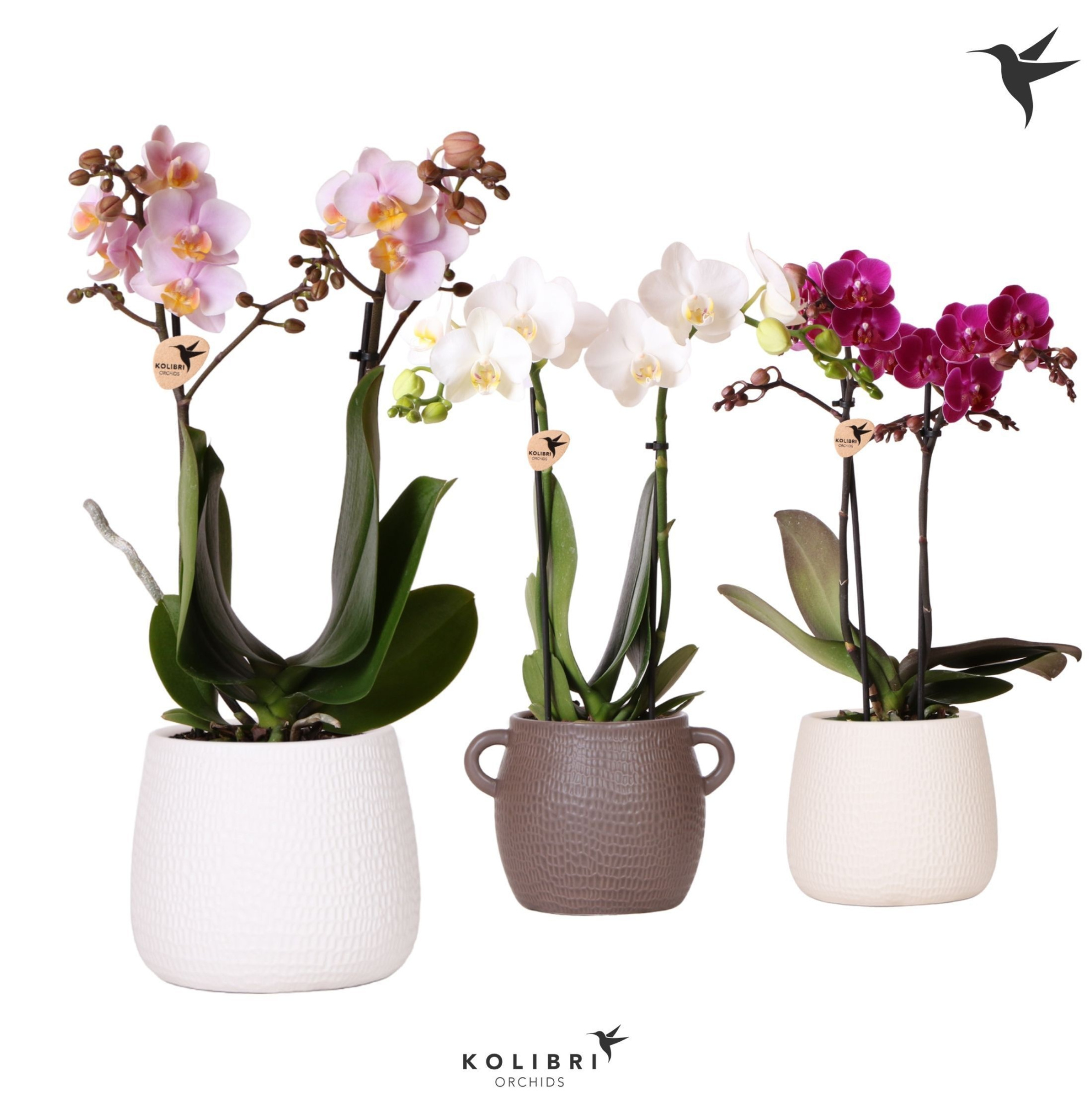 Kolibri Orchids Phalaenopsis mix 2 spike in Scales pot mix, D 9