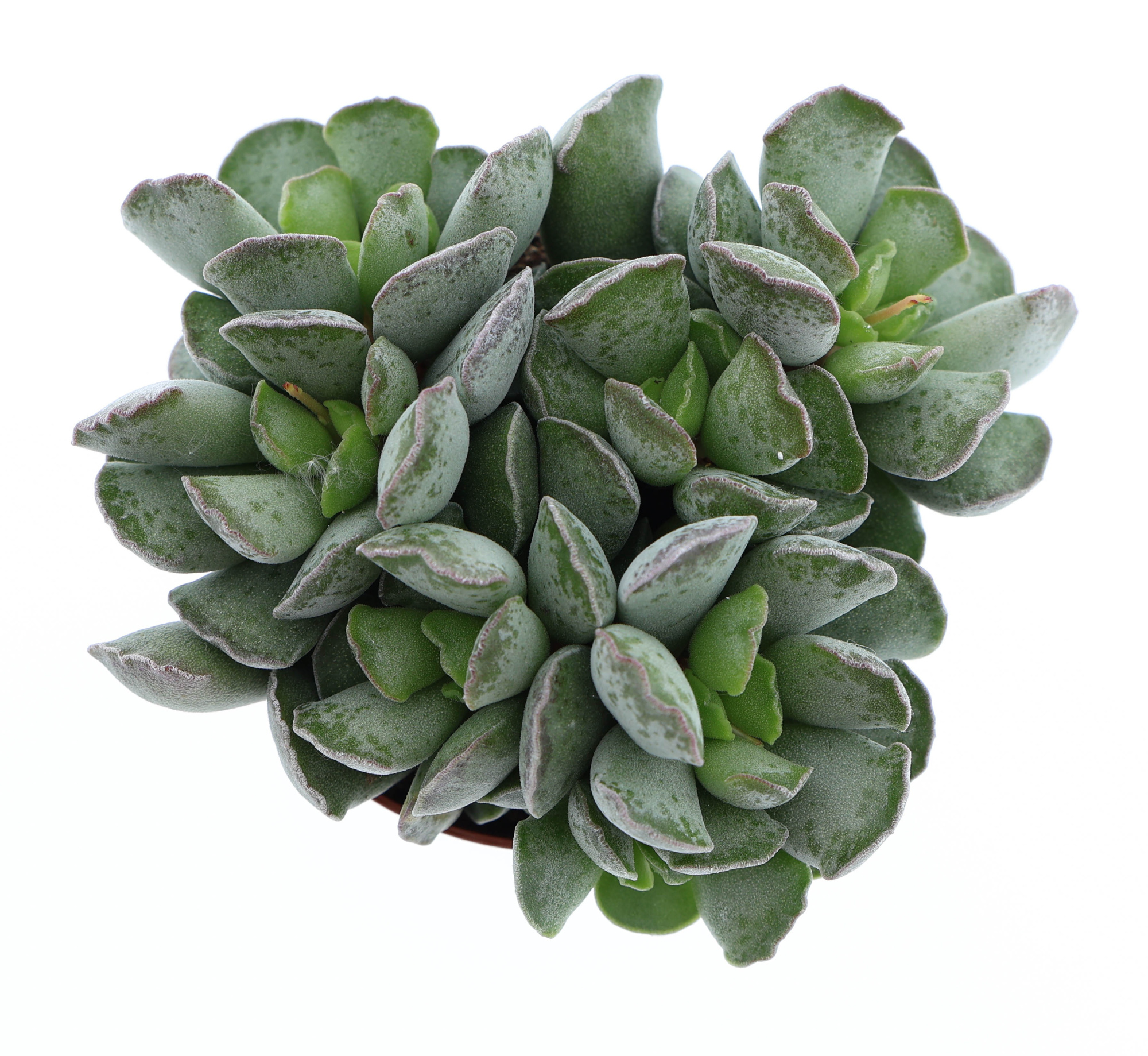 Adromischus Cristatus, D 8,5