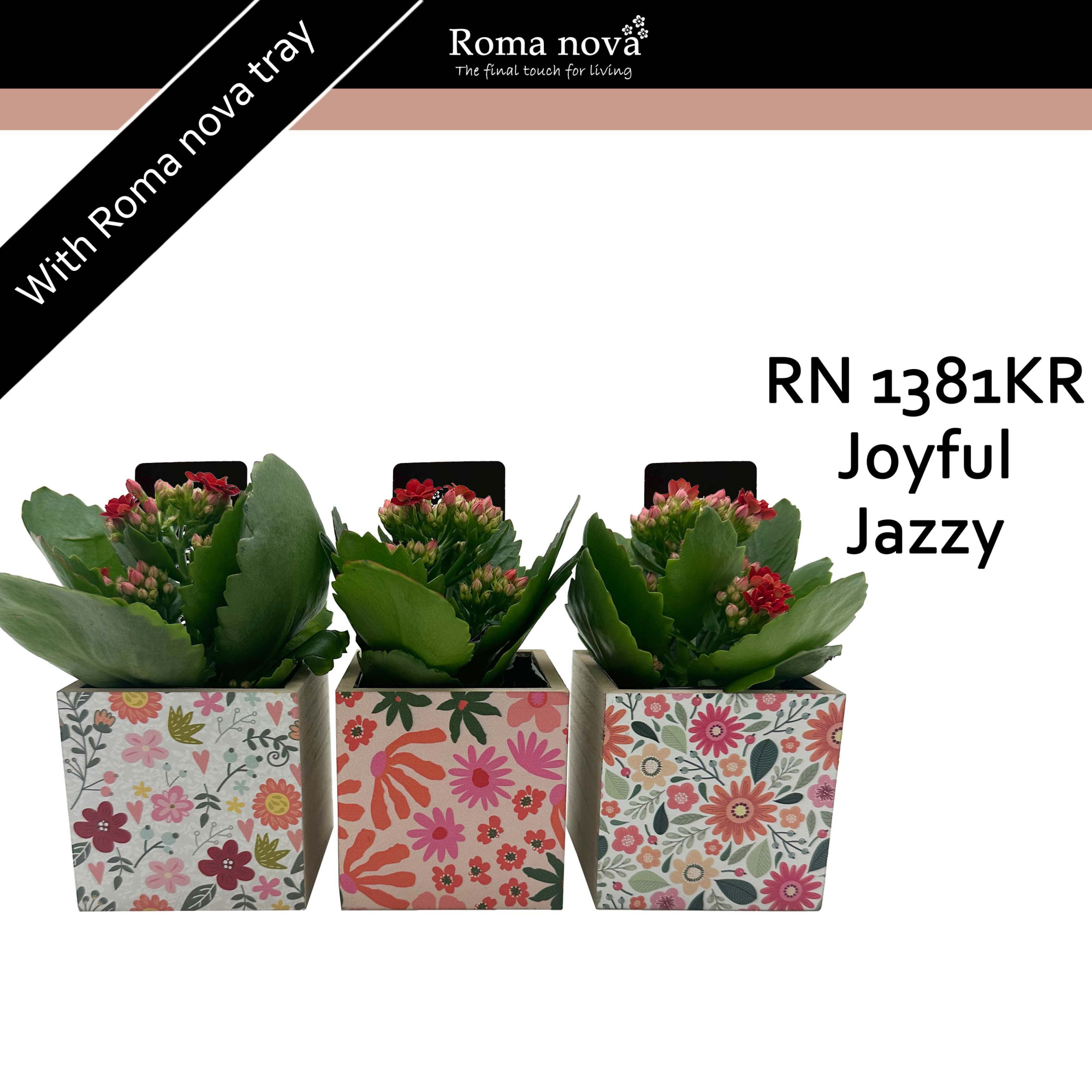 1381KR - Joyful Jazzy (Kalanchoe red), D 9 cm