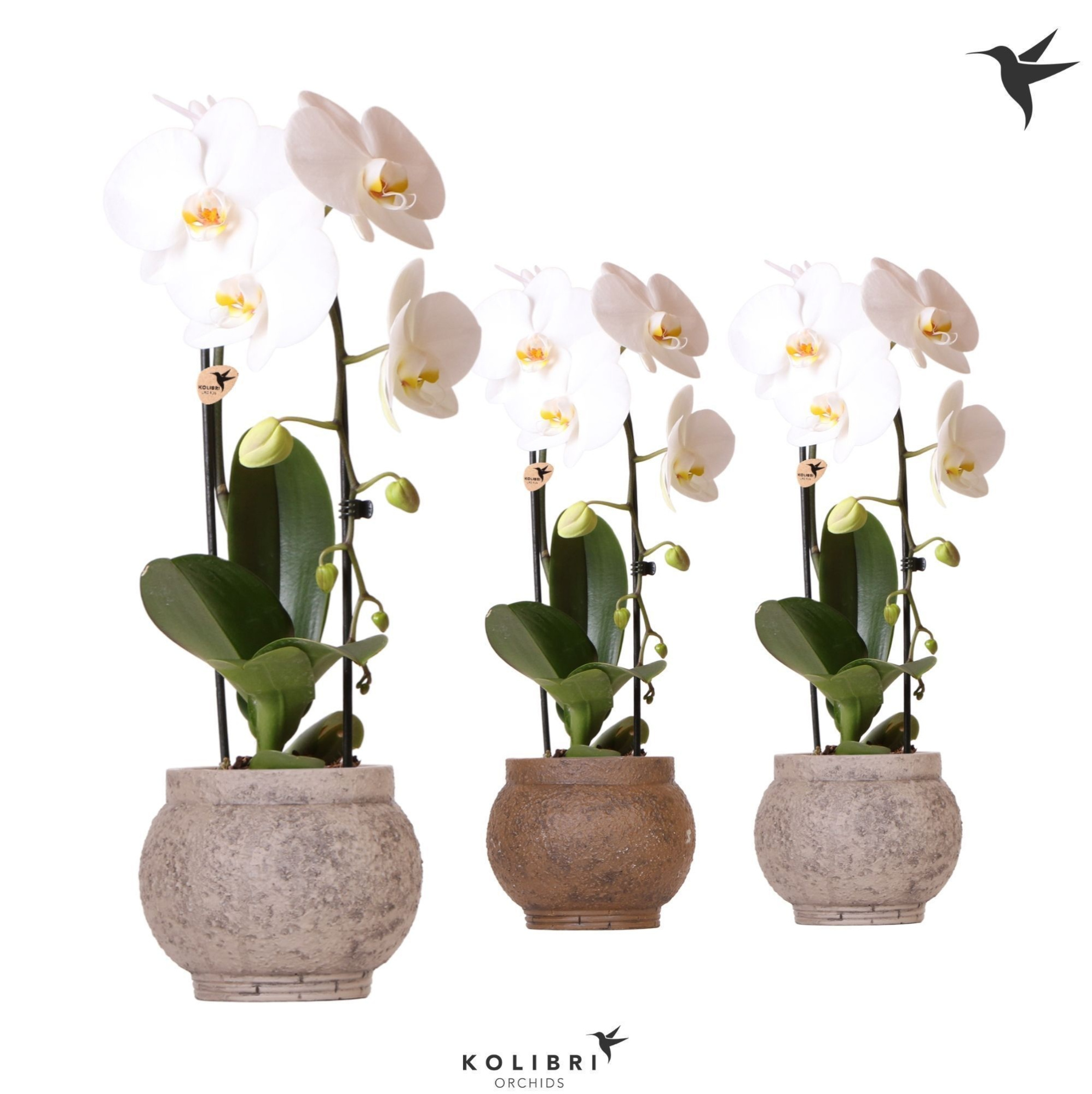 Kolibri Orchids Cascade Niagara Fall white 1 spike in Ancient pot brown mix, D 12