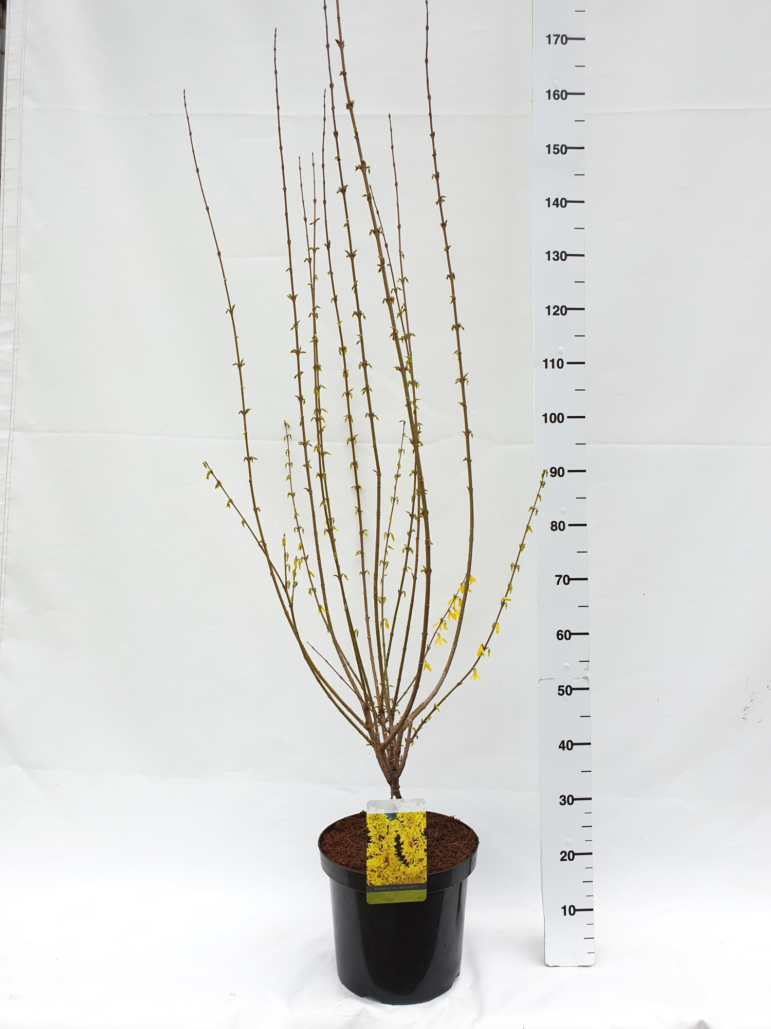 Forsythia intermedia 'Spectabilis', D 30