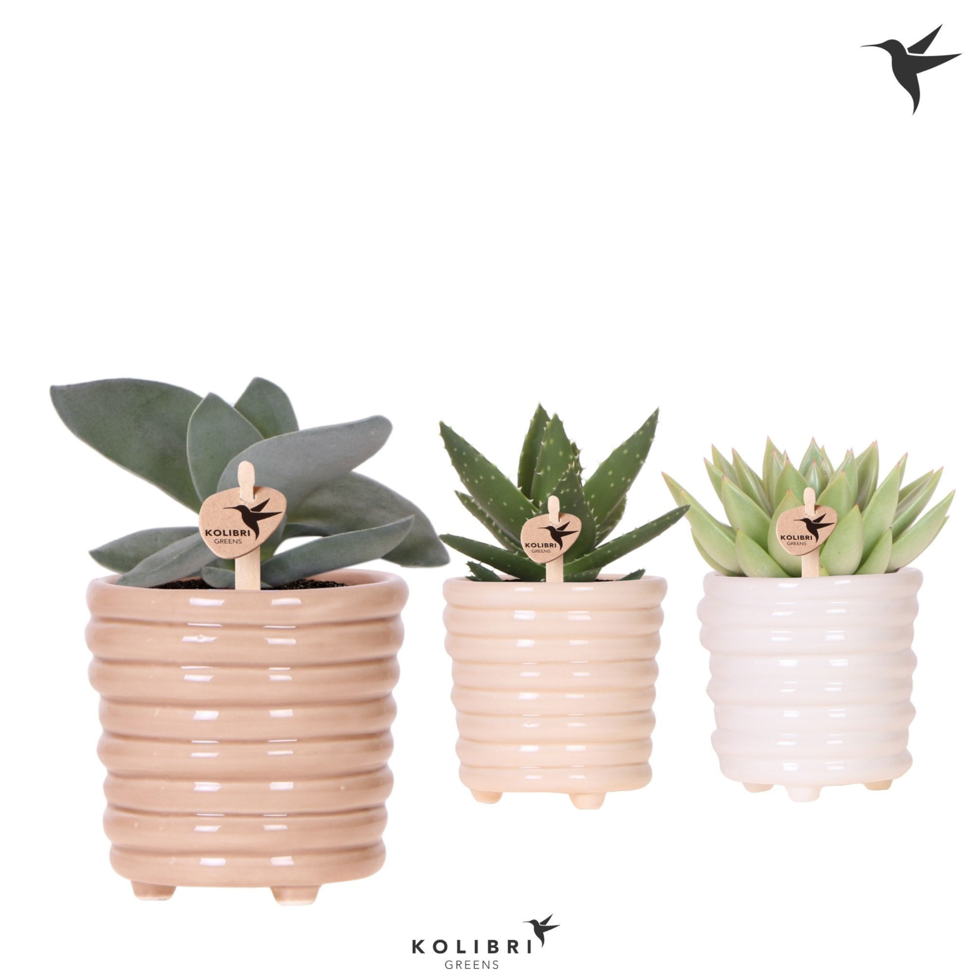 Succulenten mix in Ring pot mix, D 9