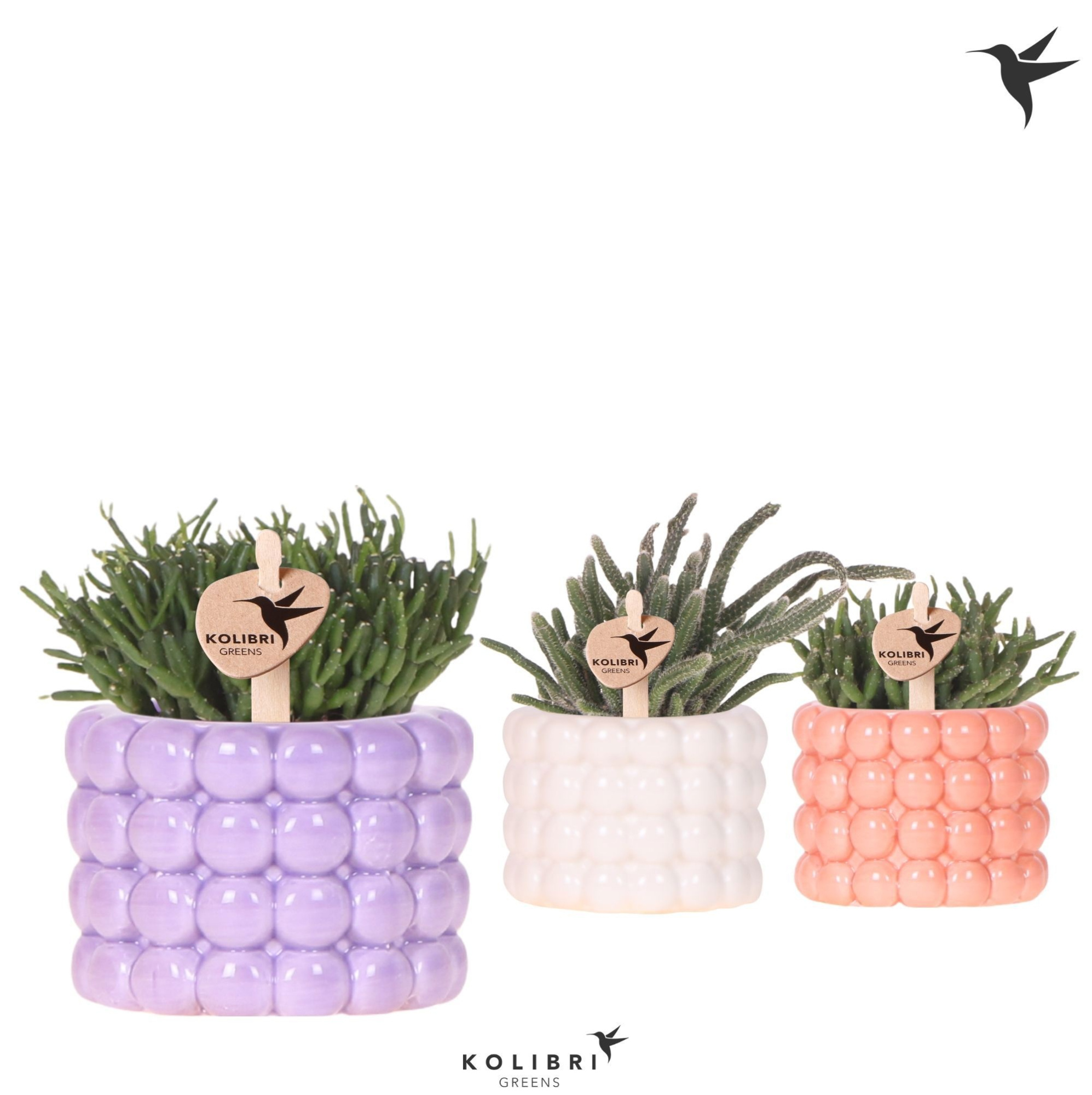 Kolibri Greens Rhipsalis mix in Poppy pot mix, D 6