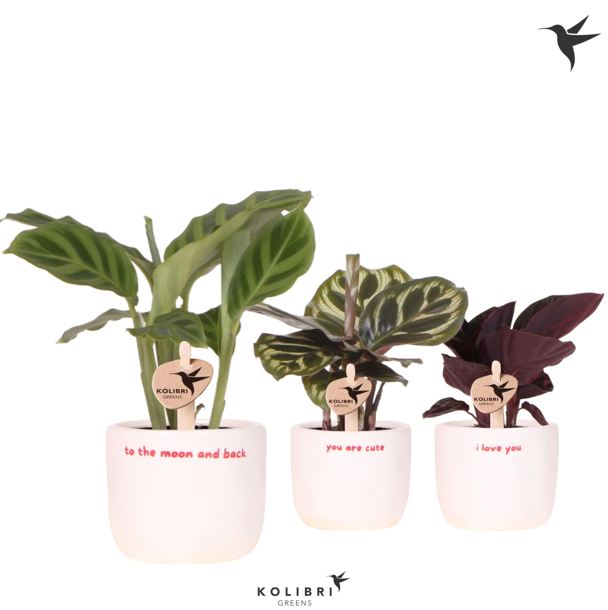 Kolibri Greens Calathea mix in Love pot mix, D 6