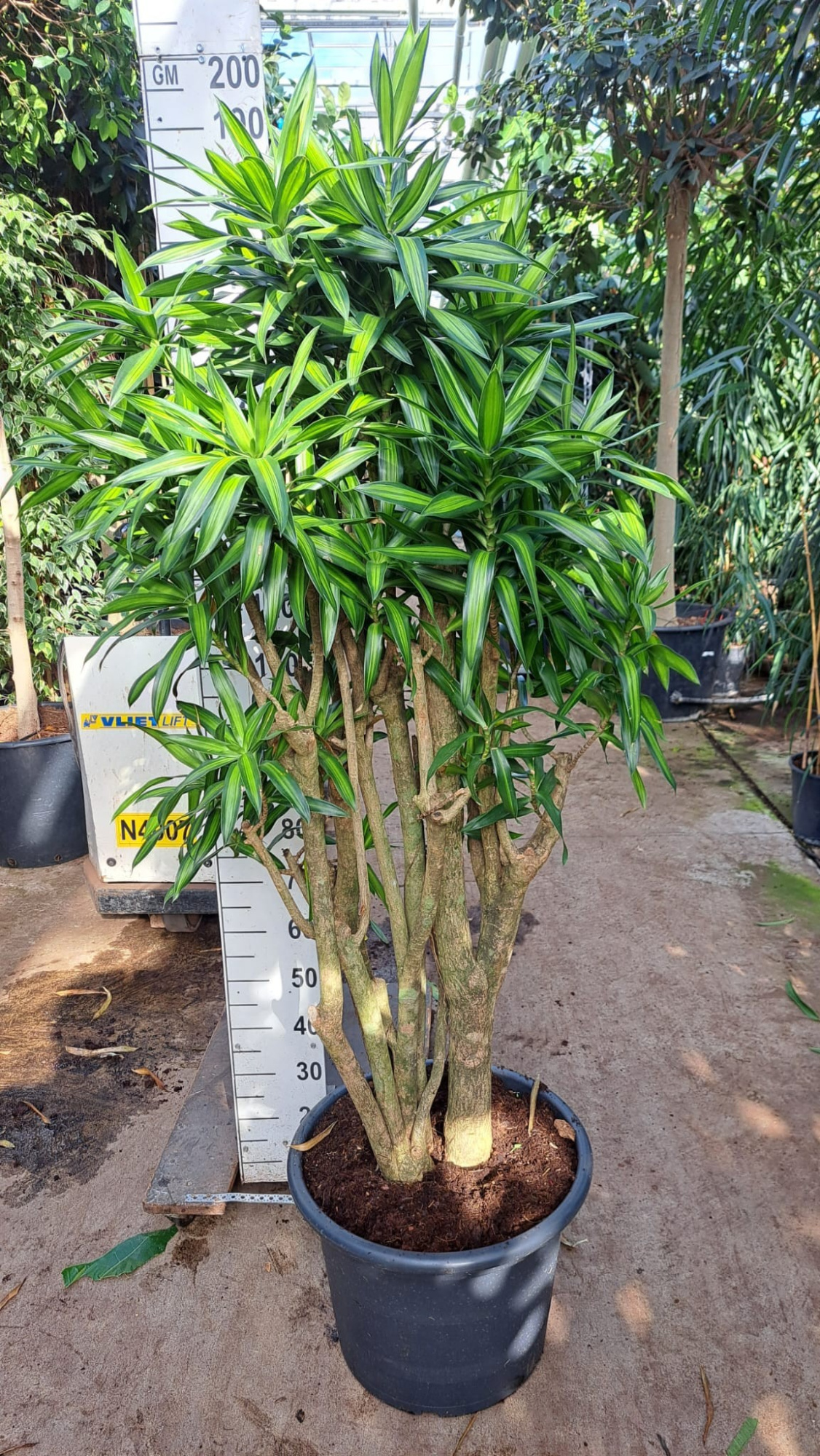 Dracaena Reflexa Song of jamaica 180, D 45