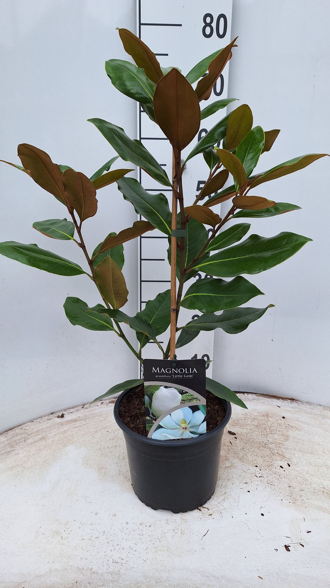 Magnolia grandiflora Little Gem, D 21
