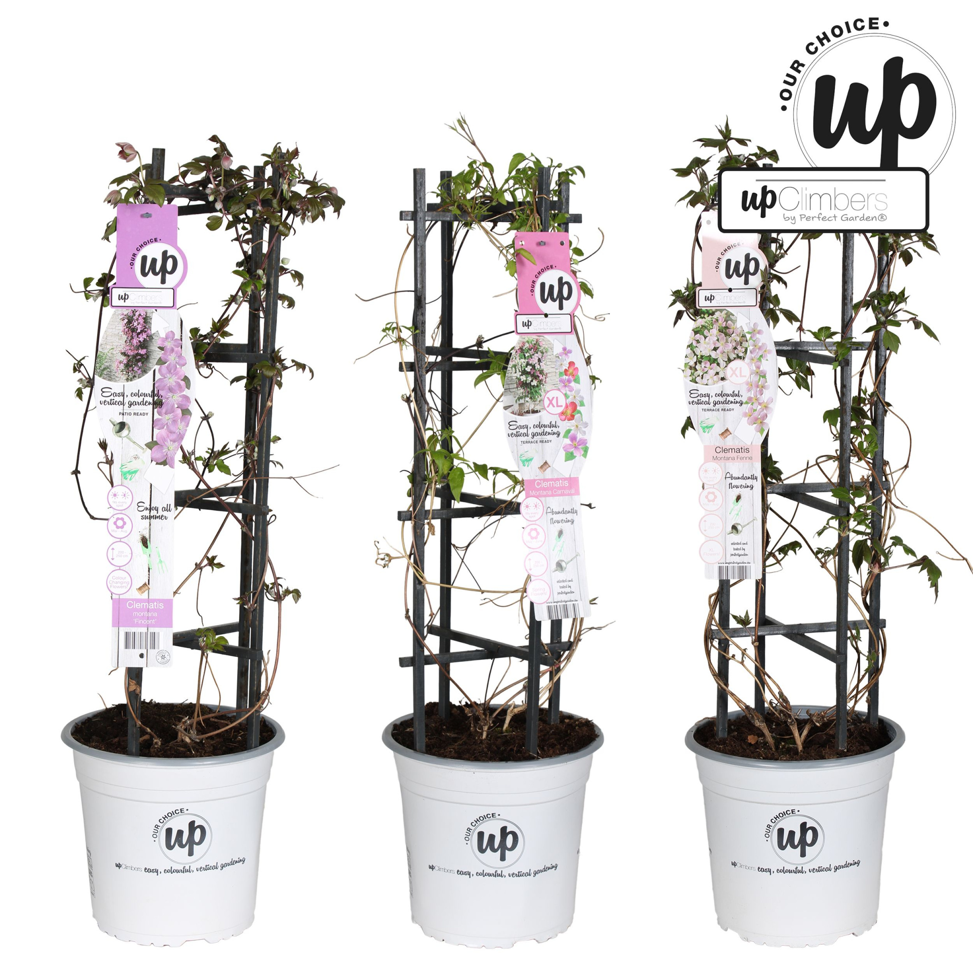 Clematis Montana Our Choice mix laag P23, D 23