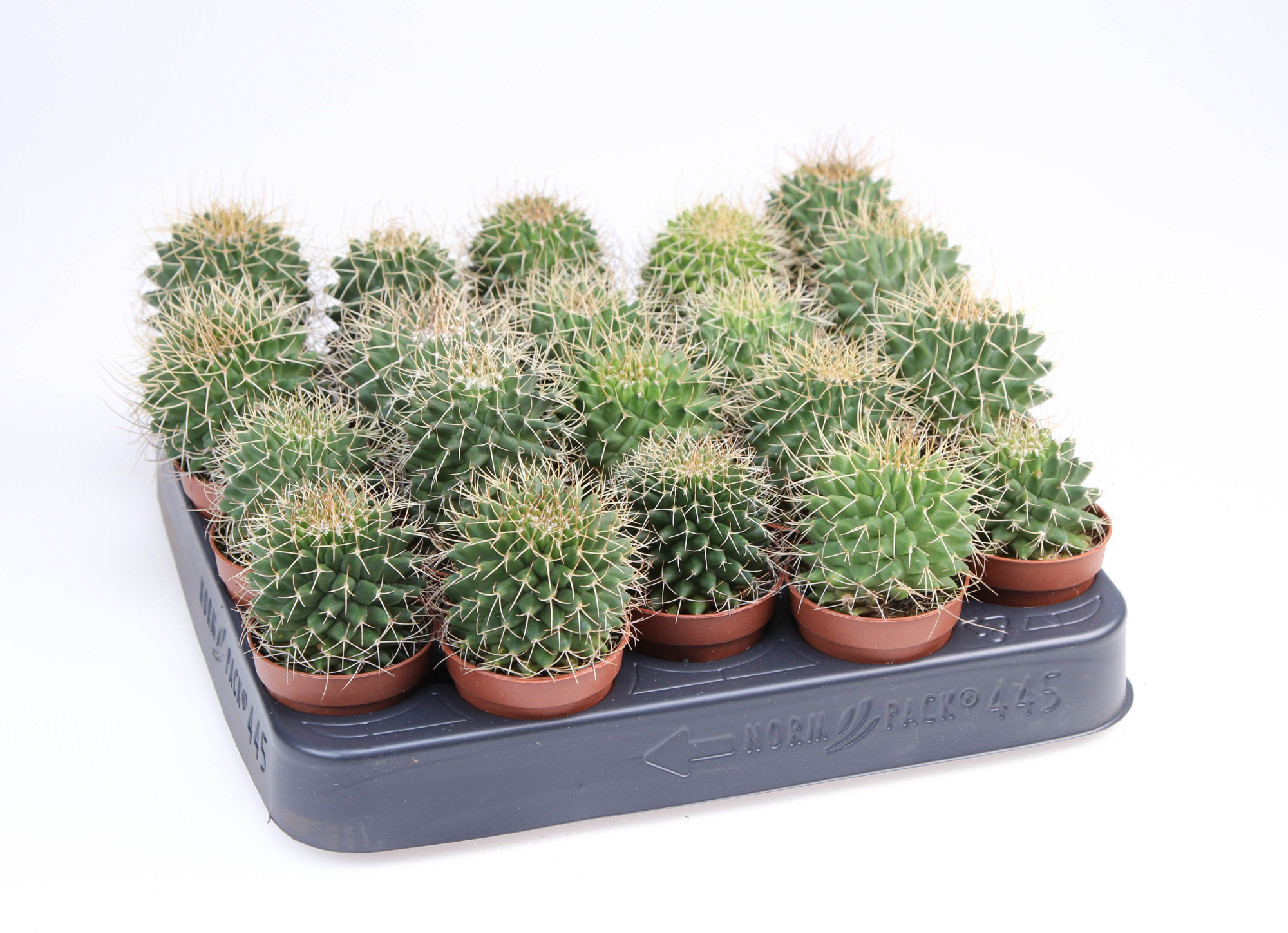 Mammilaria Obconella, D 5,5