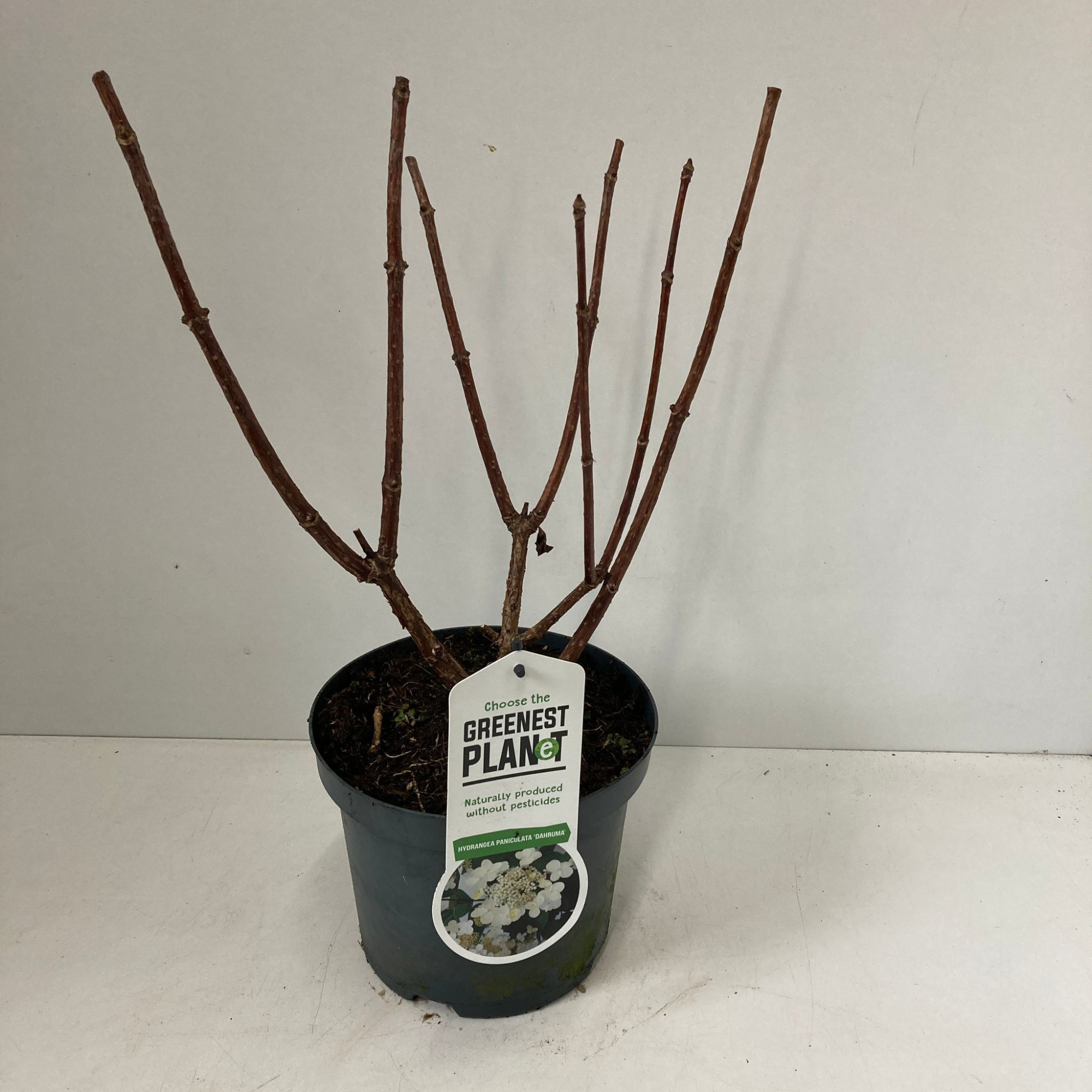 Hydrangea pan. ‘Dharuma’, D 19