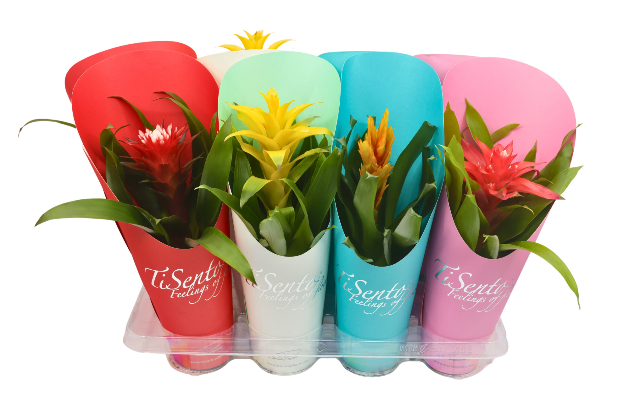 Bromelia 12 cm - Mix cadeaucover, D 12