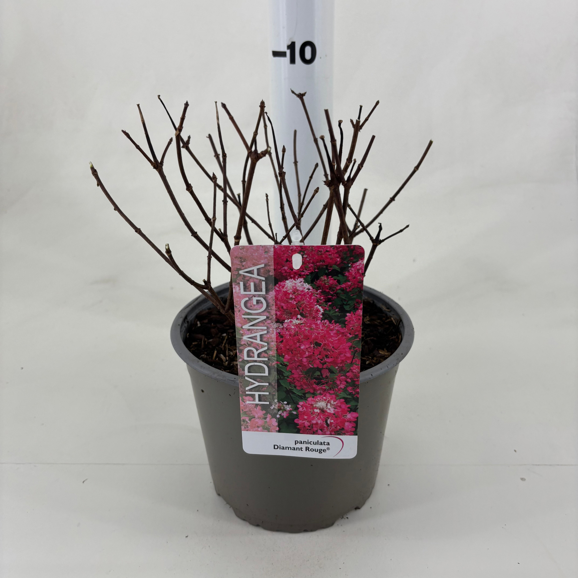 Hydrangea paniculata Diamant Rouge ® ('Rendia' PBR), D 19