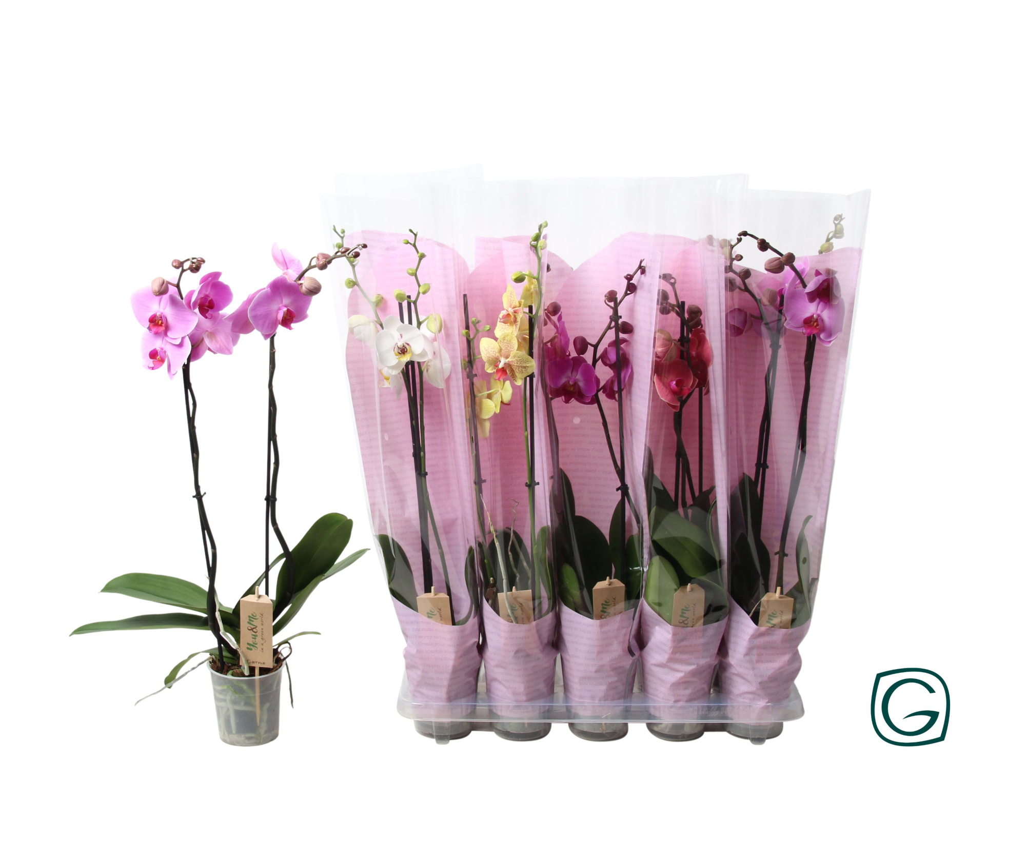 Phal. 2 tk mix 12+ happy sleeve pink, D 12