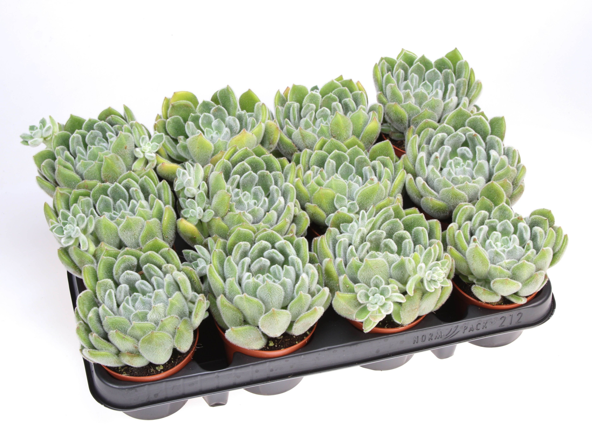 Echeveria setosa, D 8,5