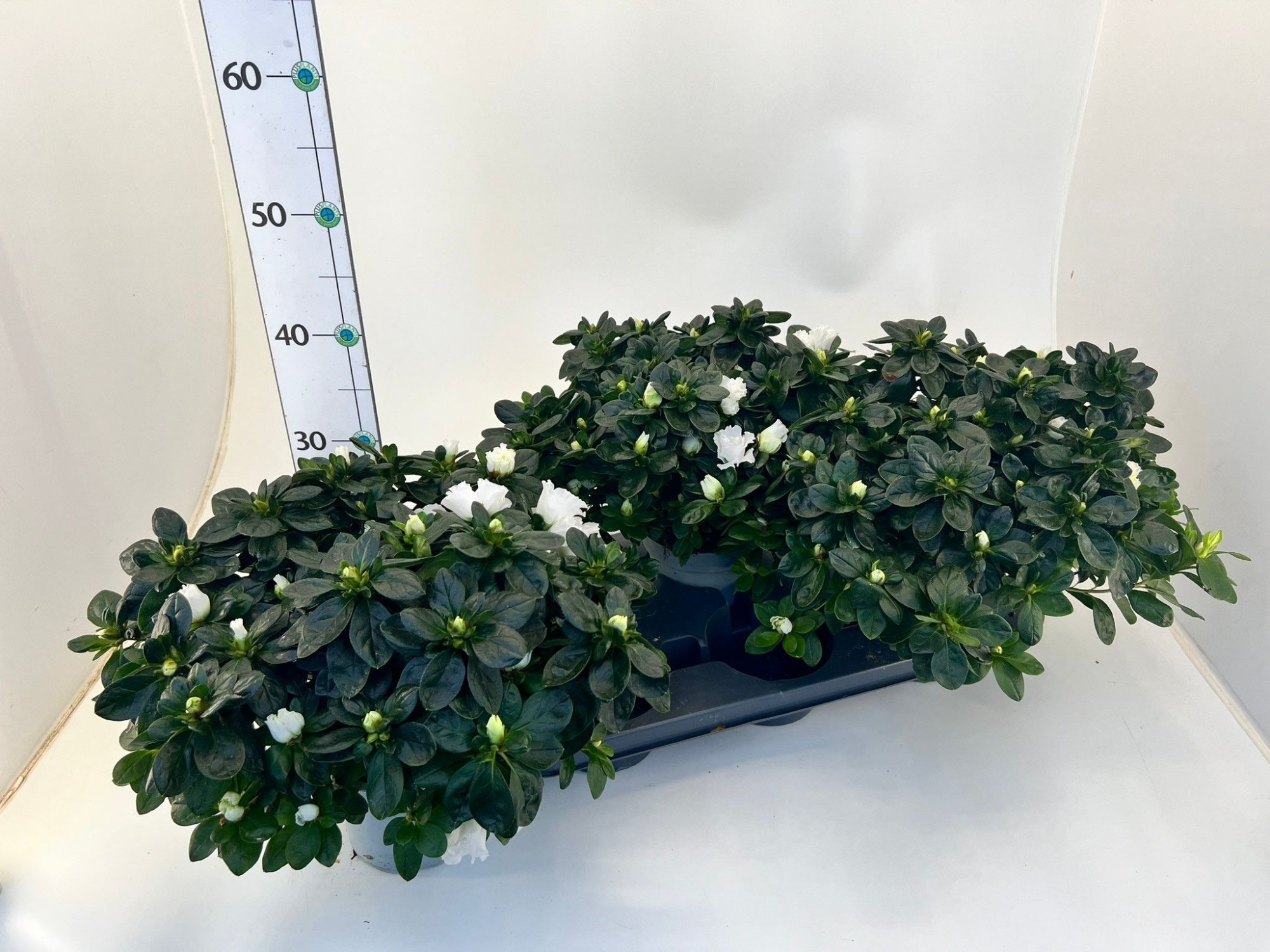 Rhododendron simsii T15 white, D 15