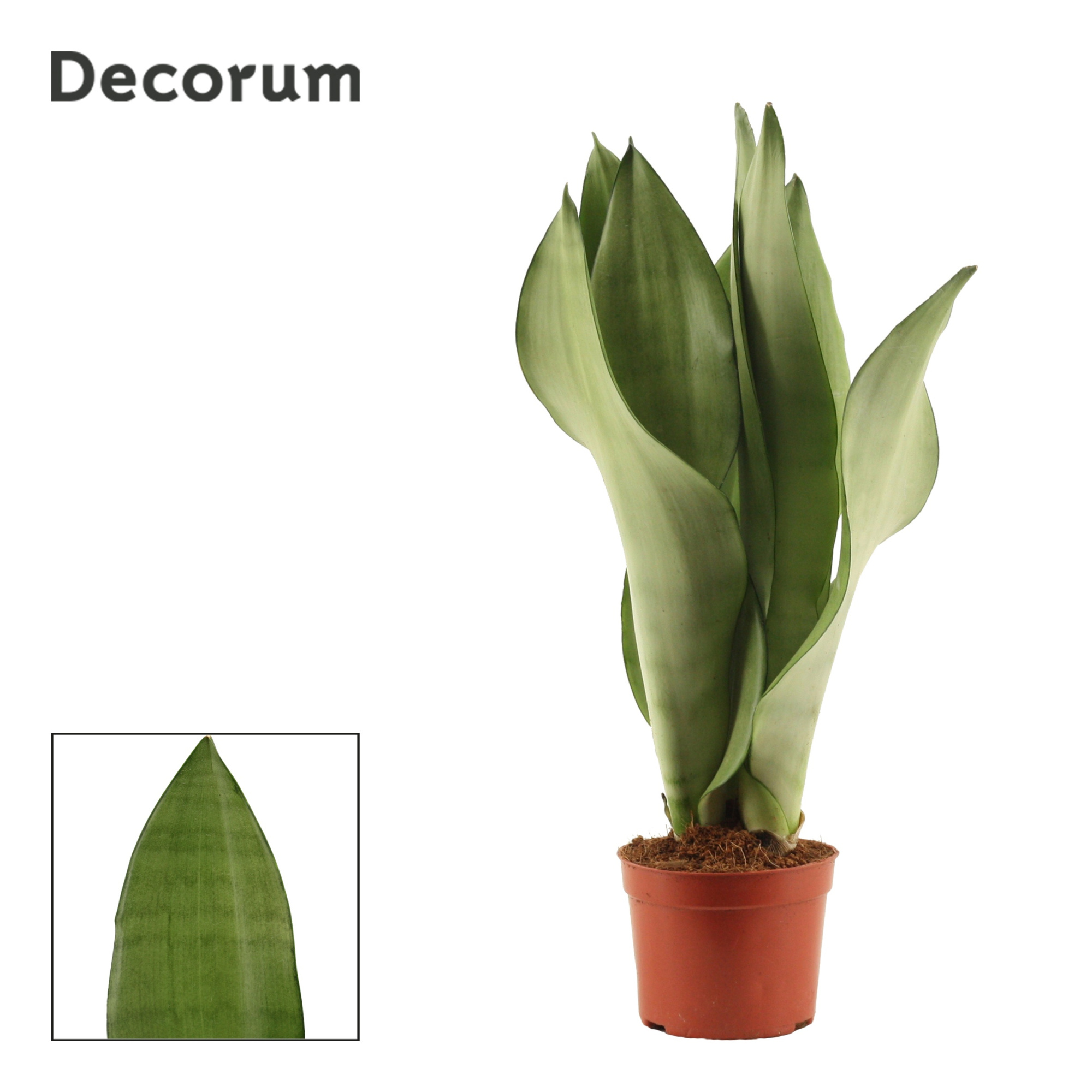 Sansevieria Moonshine 9 cm (Decorum), D 9