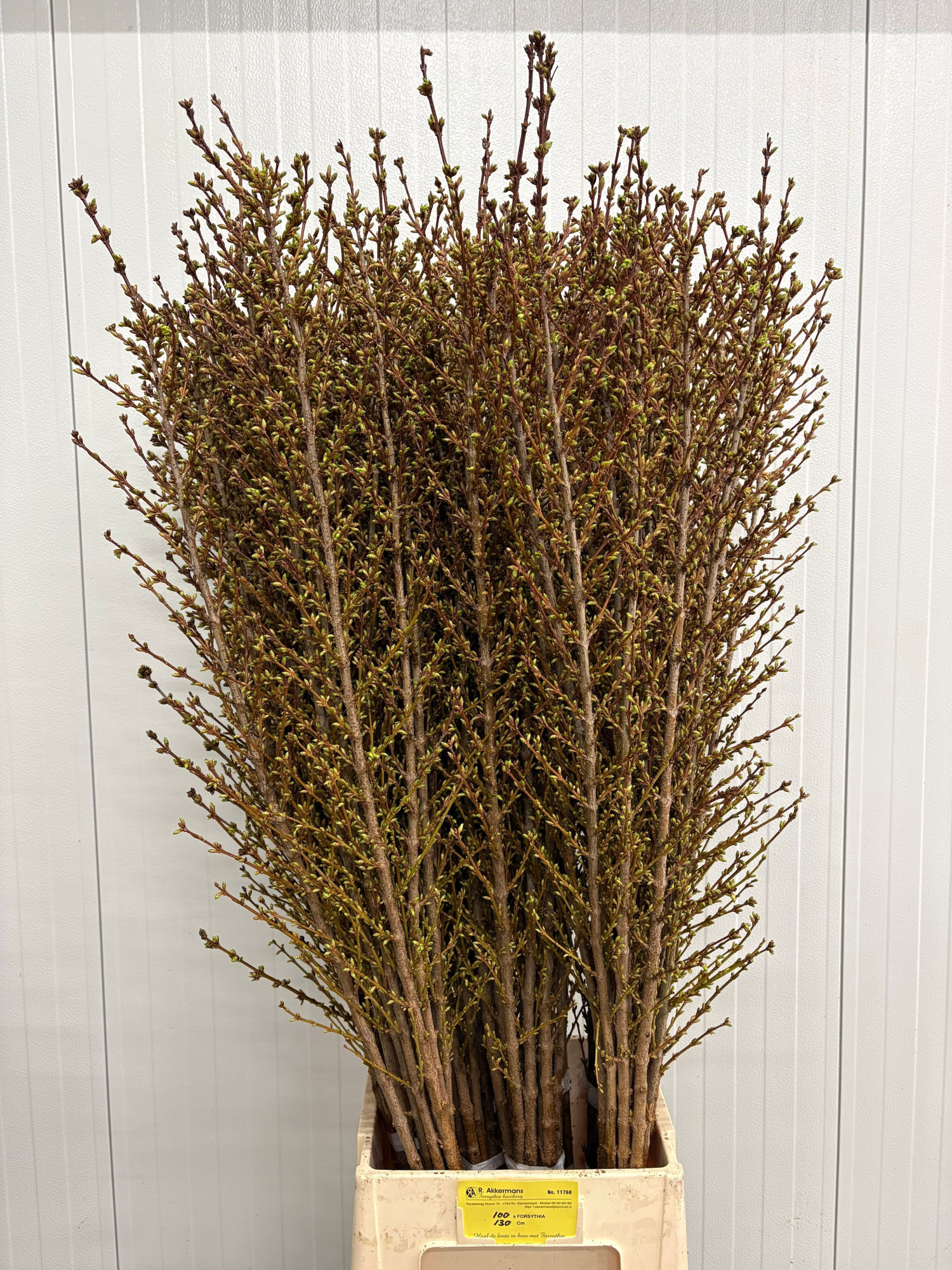 Форзиция Спектабилис 130 (желт.), шт.