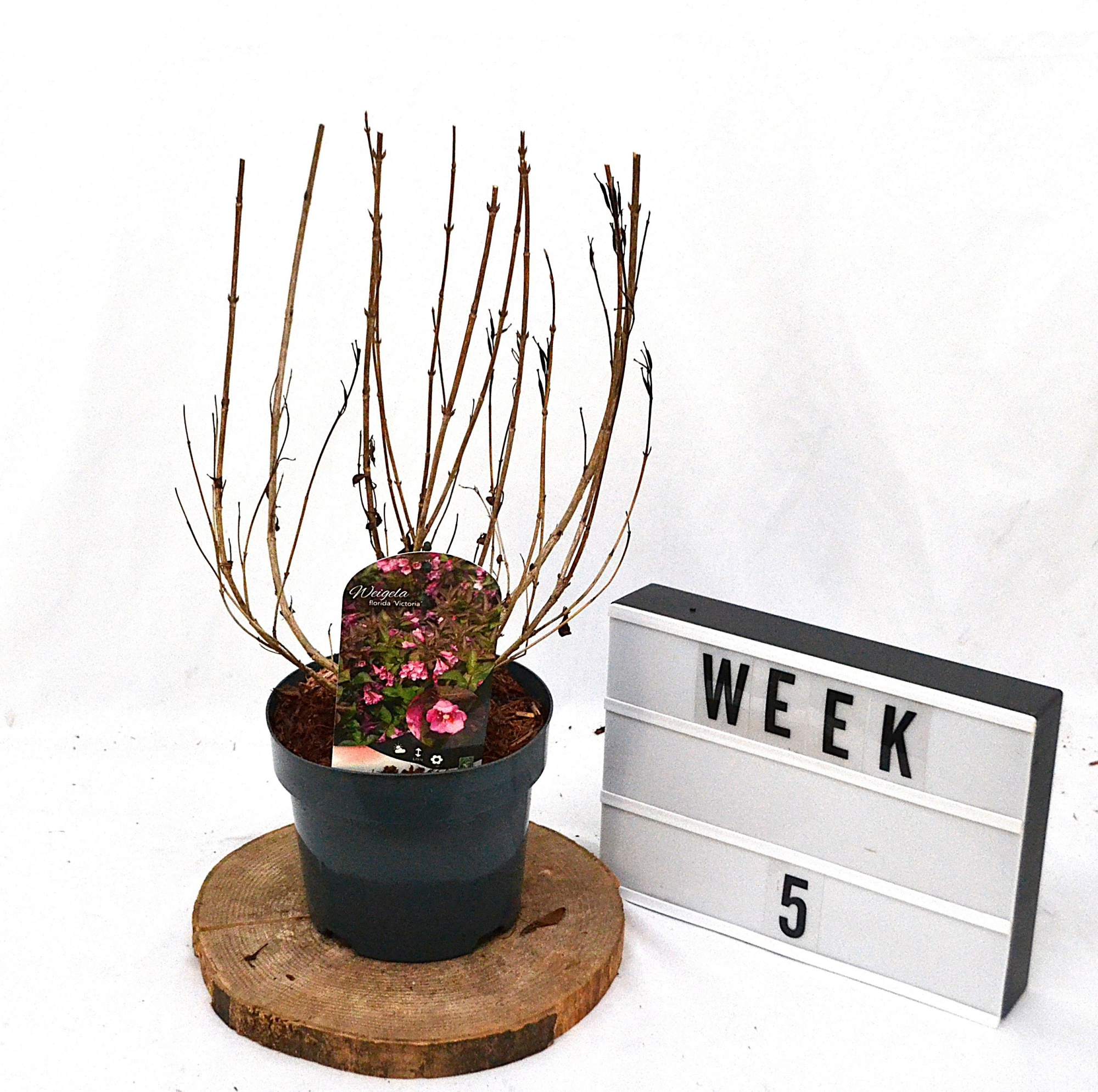 Weigela florida Victoria C3, D 19