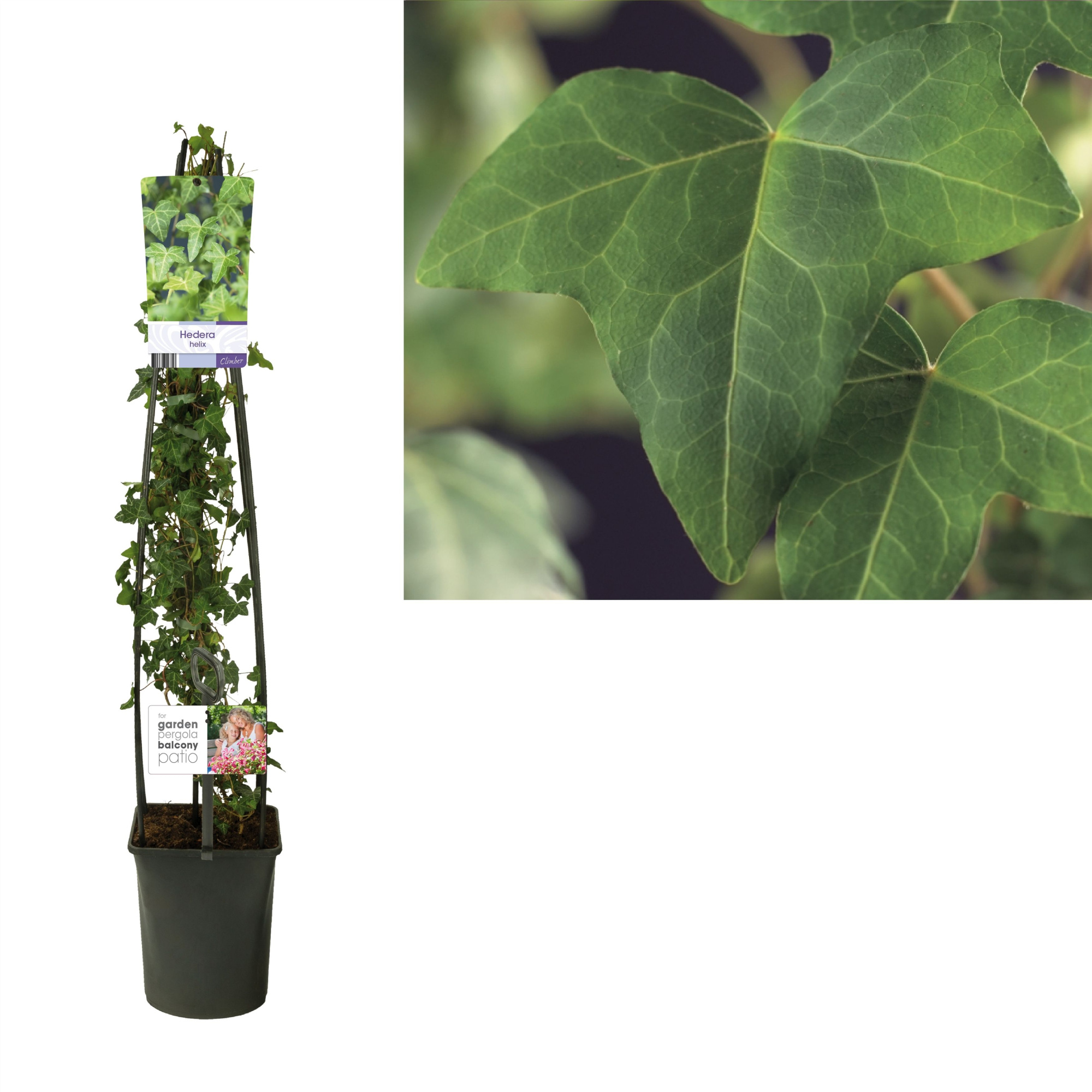Hedera helix +light label, D 23