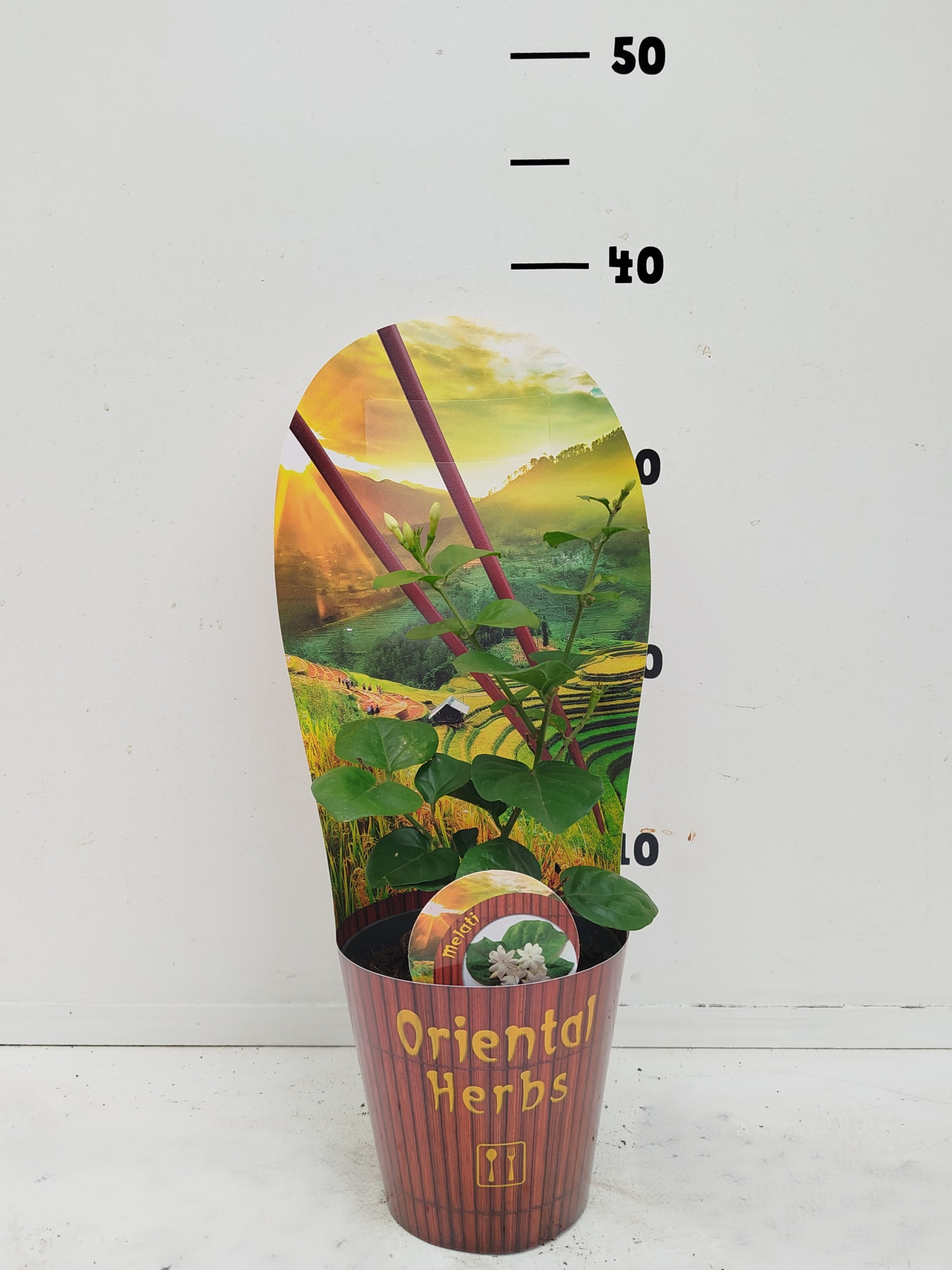 Jasminium sambac, D 12