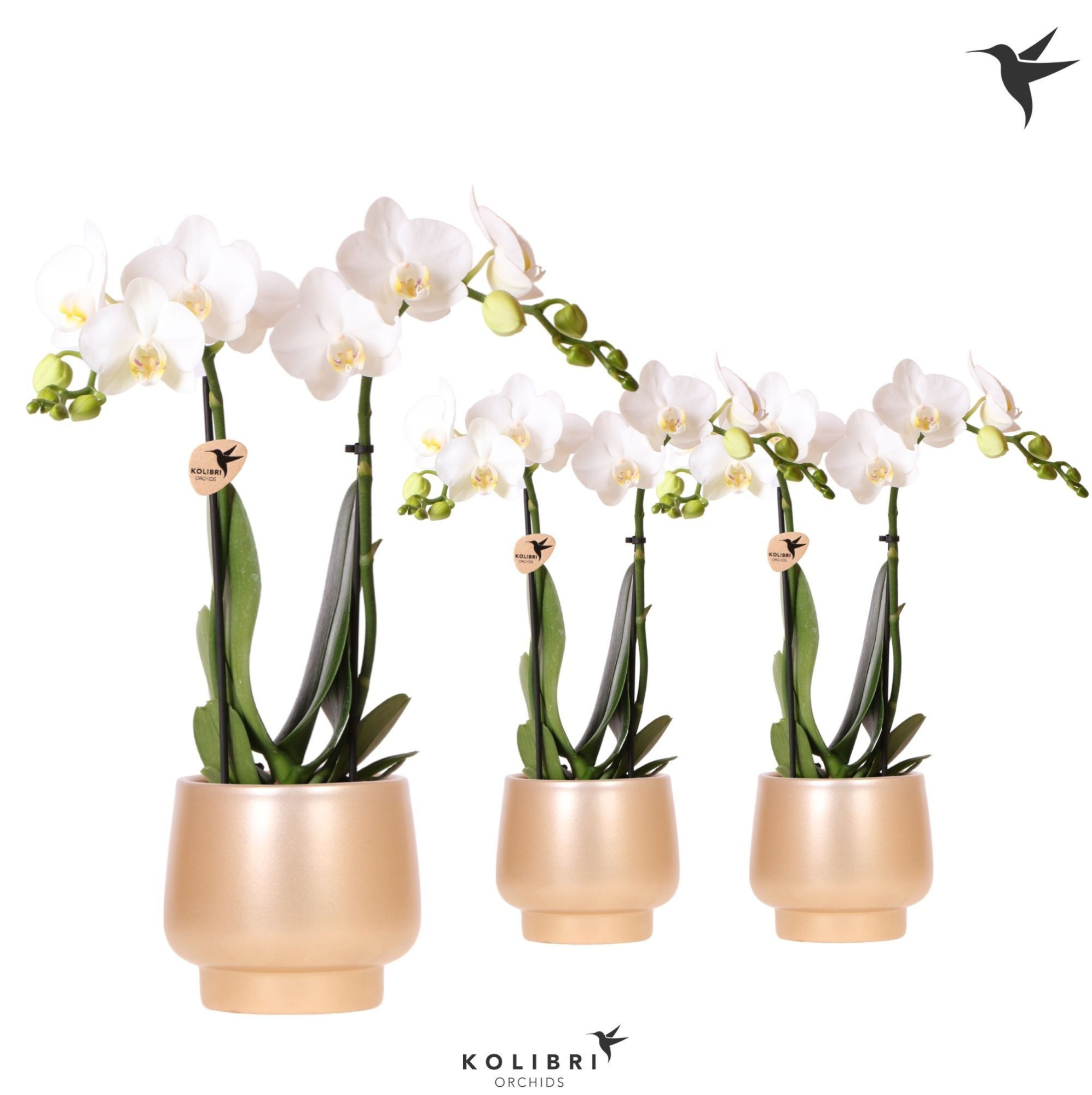 Kolibri Orchids Phalaenopsis white 2 spike in Scandic pot gold, D 9