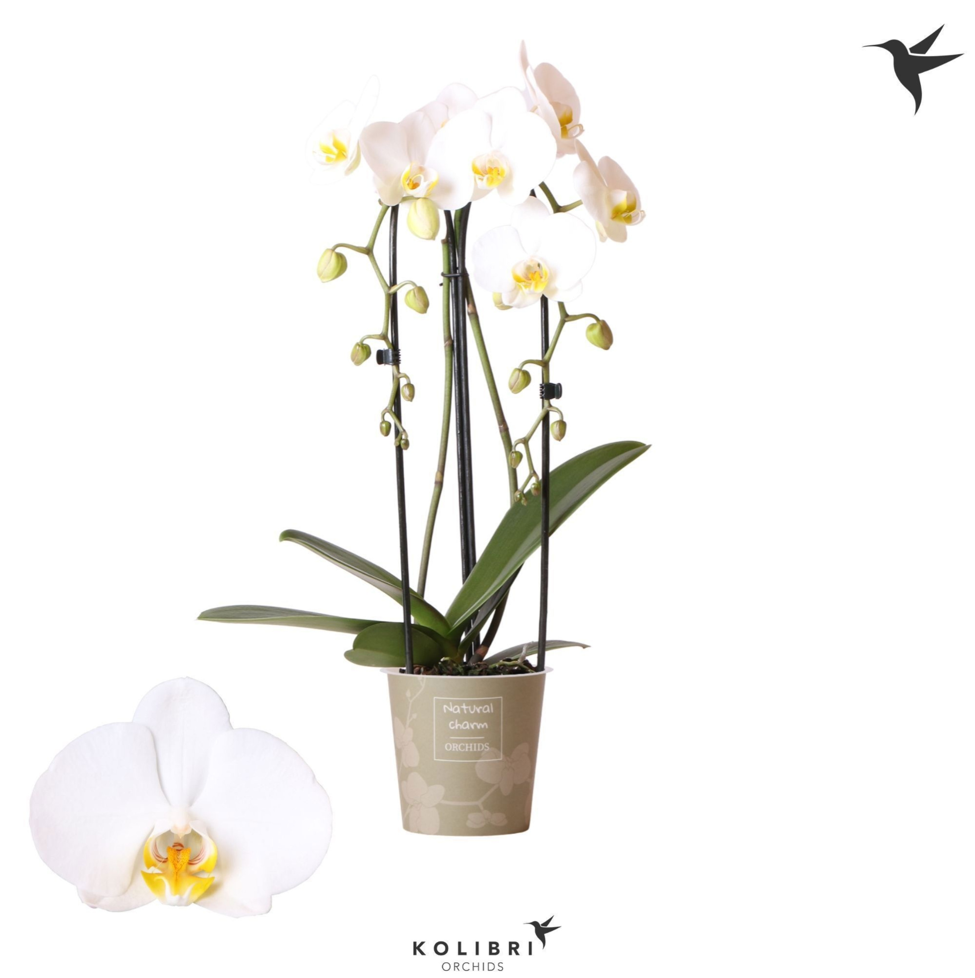 Phalaenopsis Natural Charm Niagara fall white 2 spike, D 12