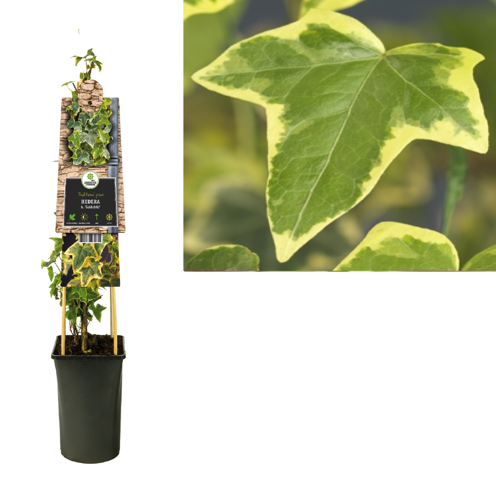 Hedera h. 'Goldchild' +3.0 label, D 17