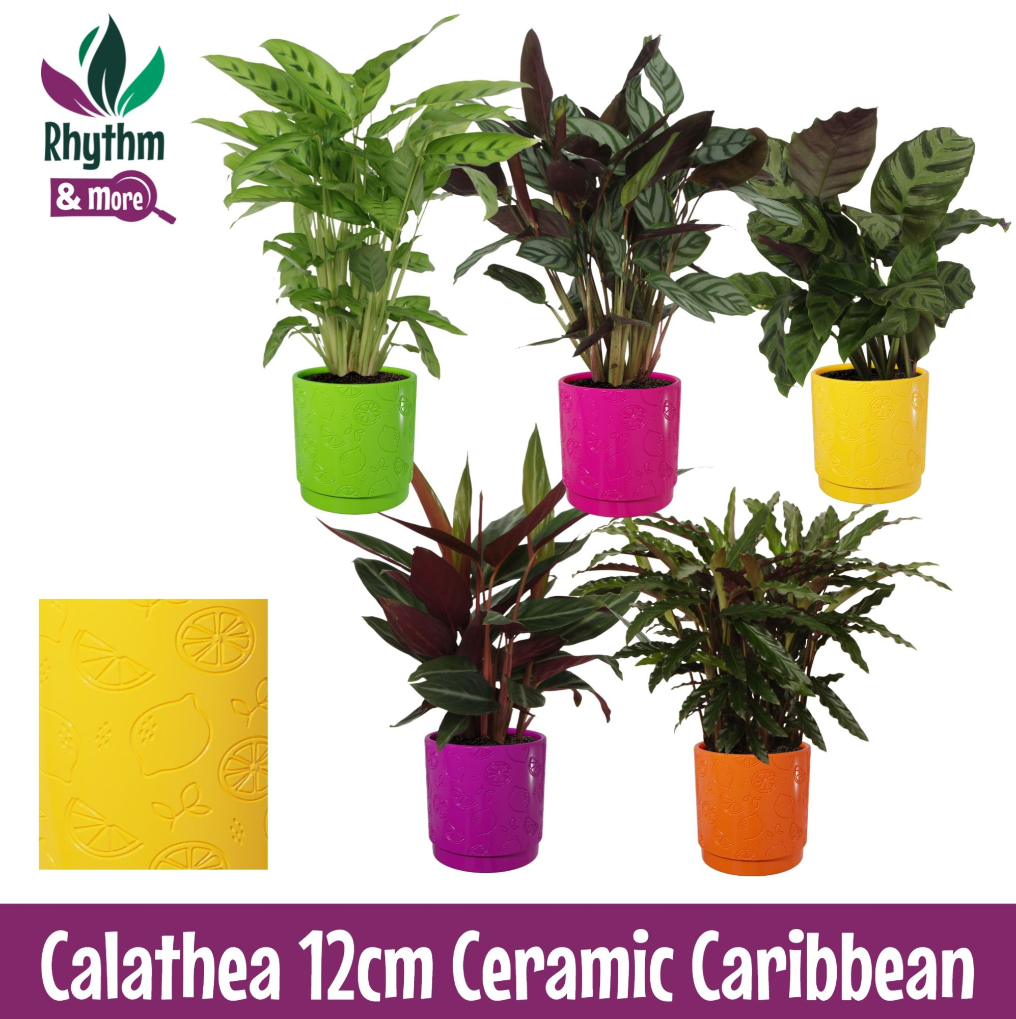 Calathea mix in Carribean keramiek - Rhythm & More, D 12