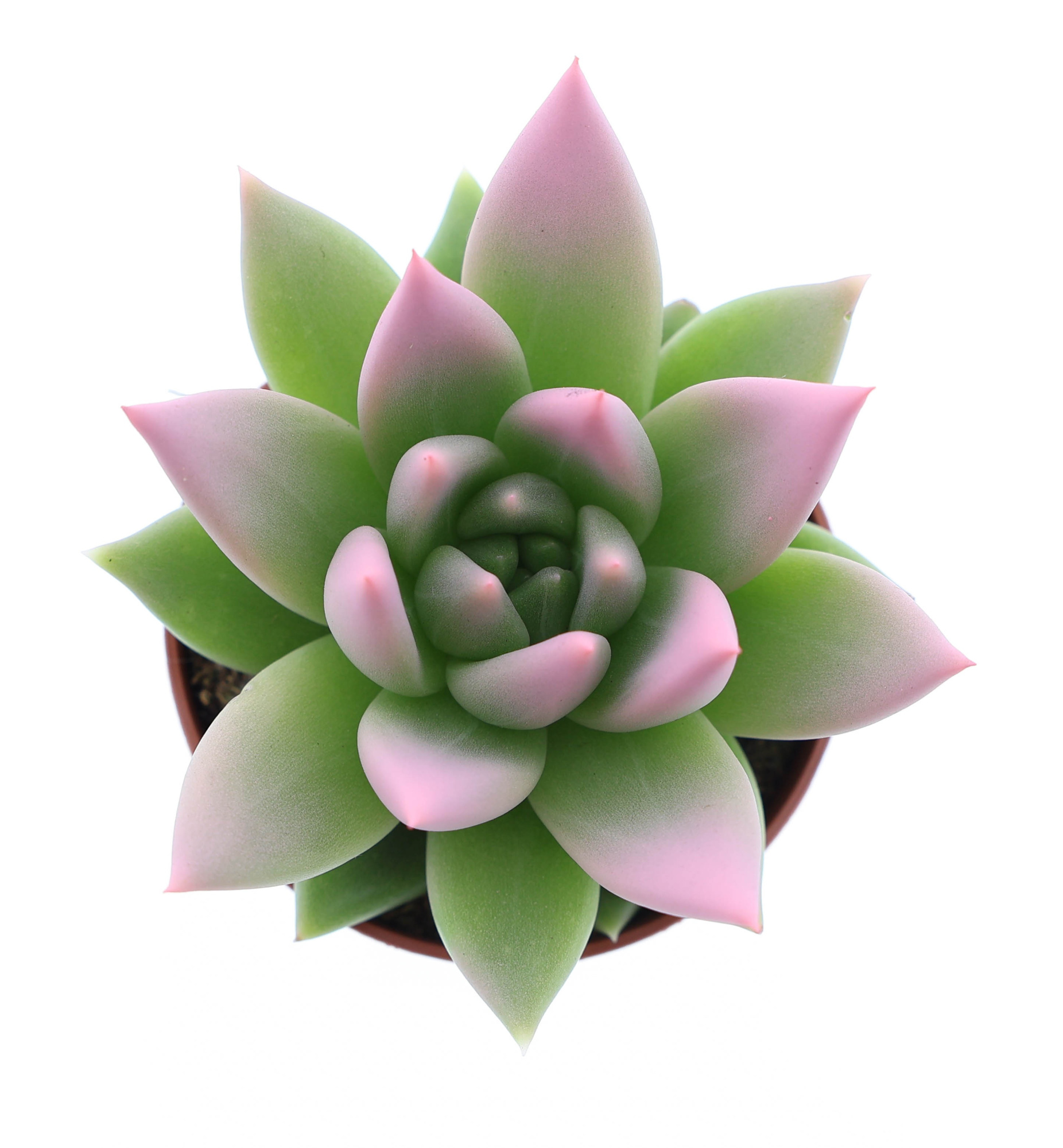 Miranda tips rose, D 5,5