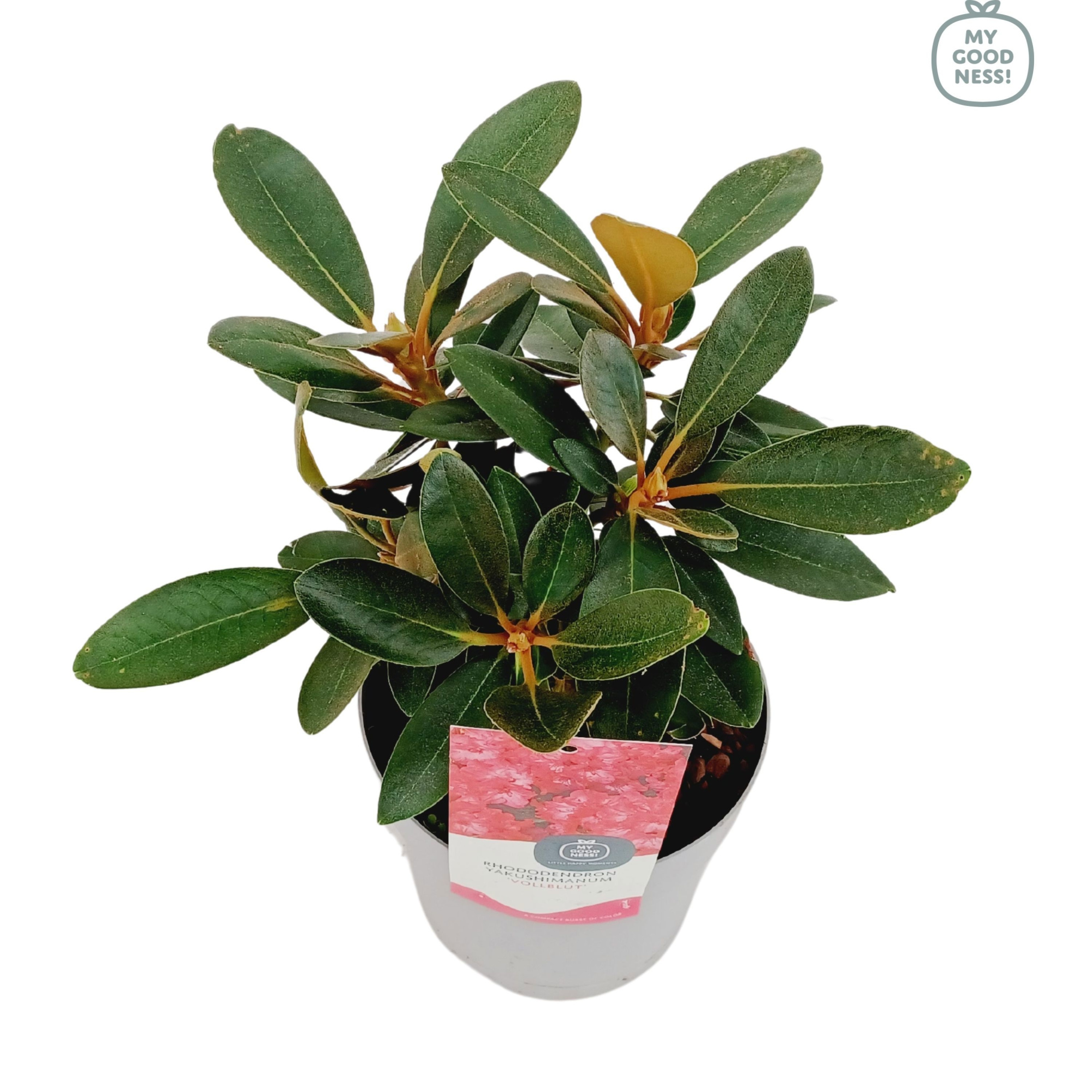 Rhododendron Yakushimanum 15-20 /1.5 liter 'Volblut', D 15