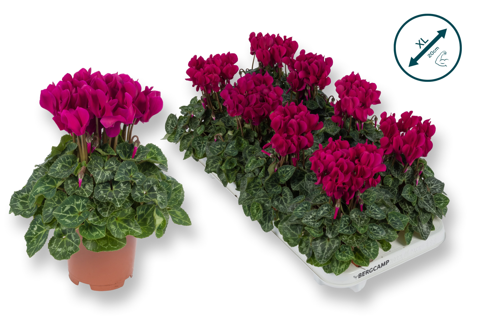 Cyclaam-XL-PAARS, D 10,5