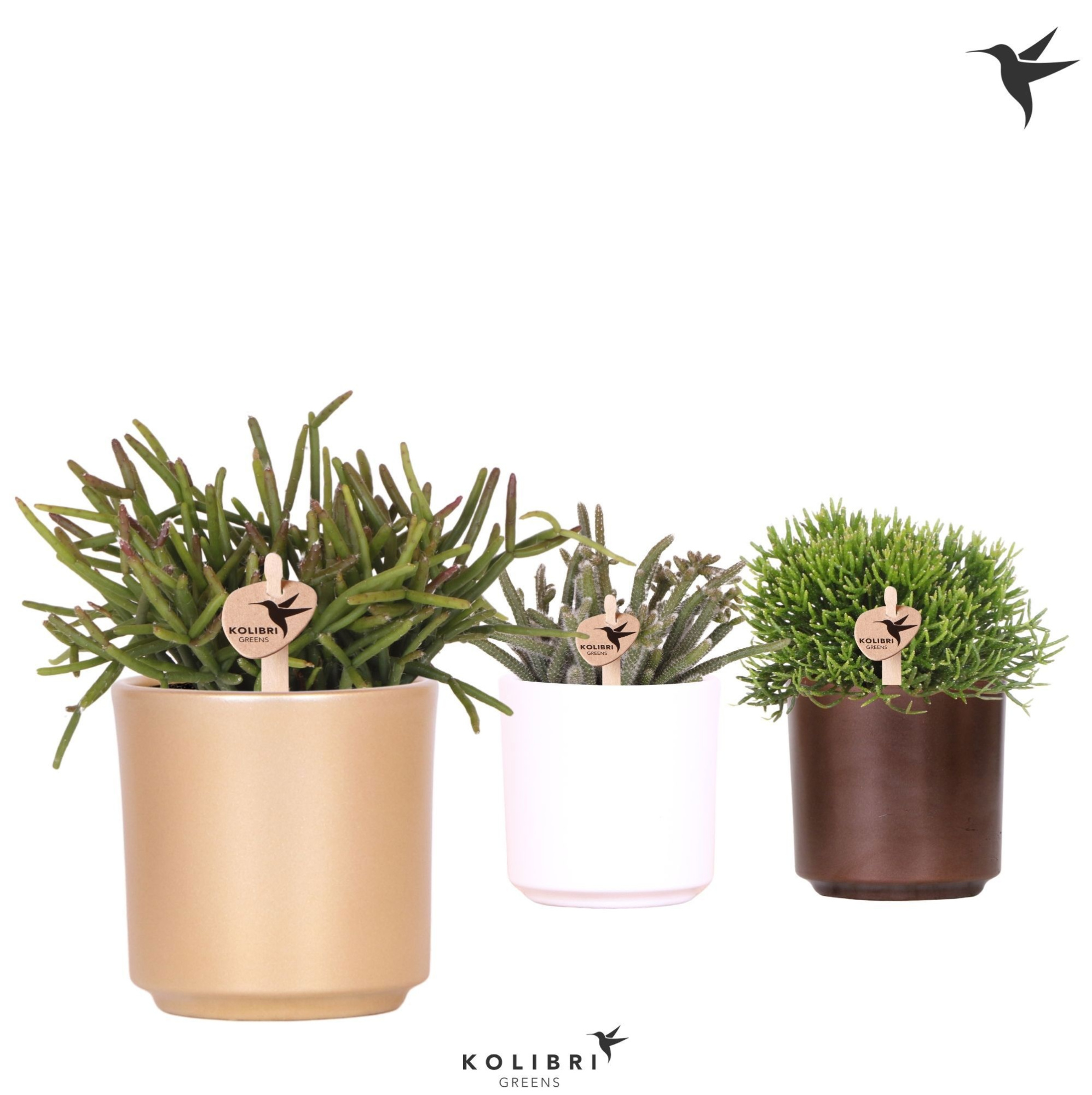 Kolibri Greens Rhipsalis mix in Simplicity pot mix, D 9