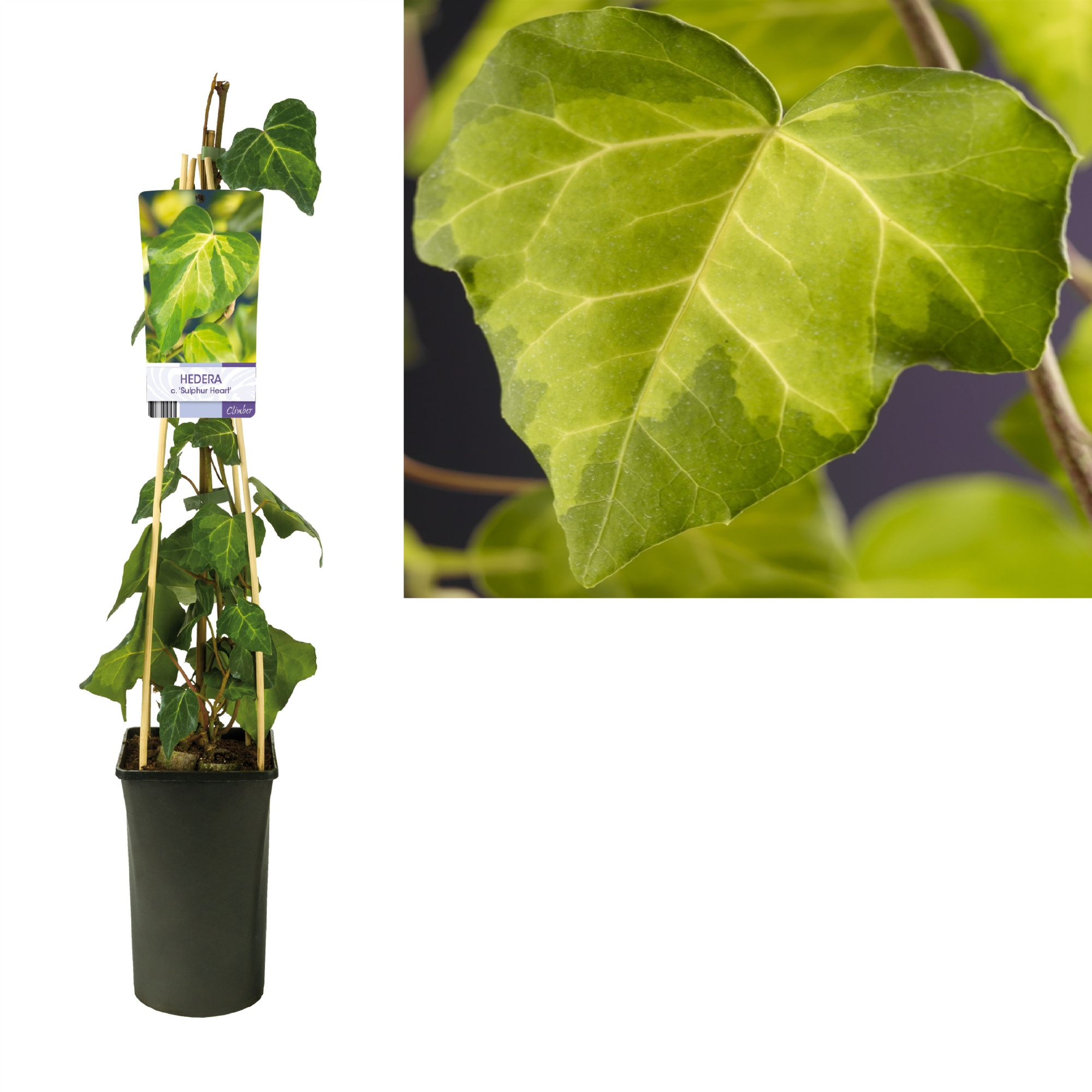 Hedera c. 'Sulphur Heart' +light label, D 17