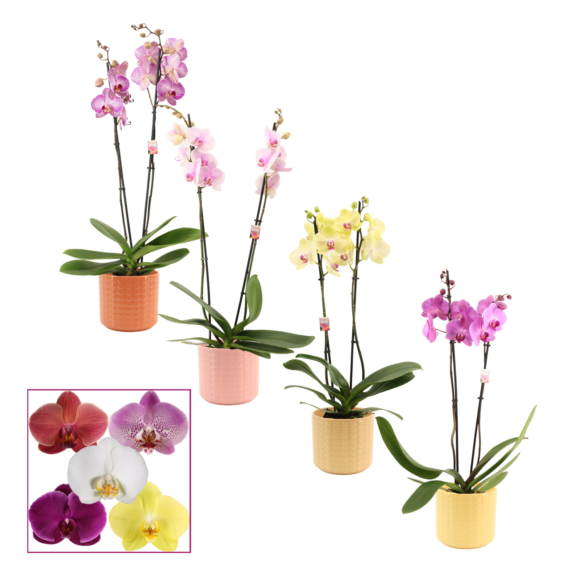 Phalaenopsis 2 tak 14+ mix in Kaya (Sympathetic moods-collection, D 12