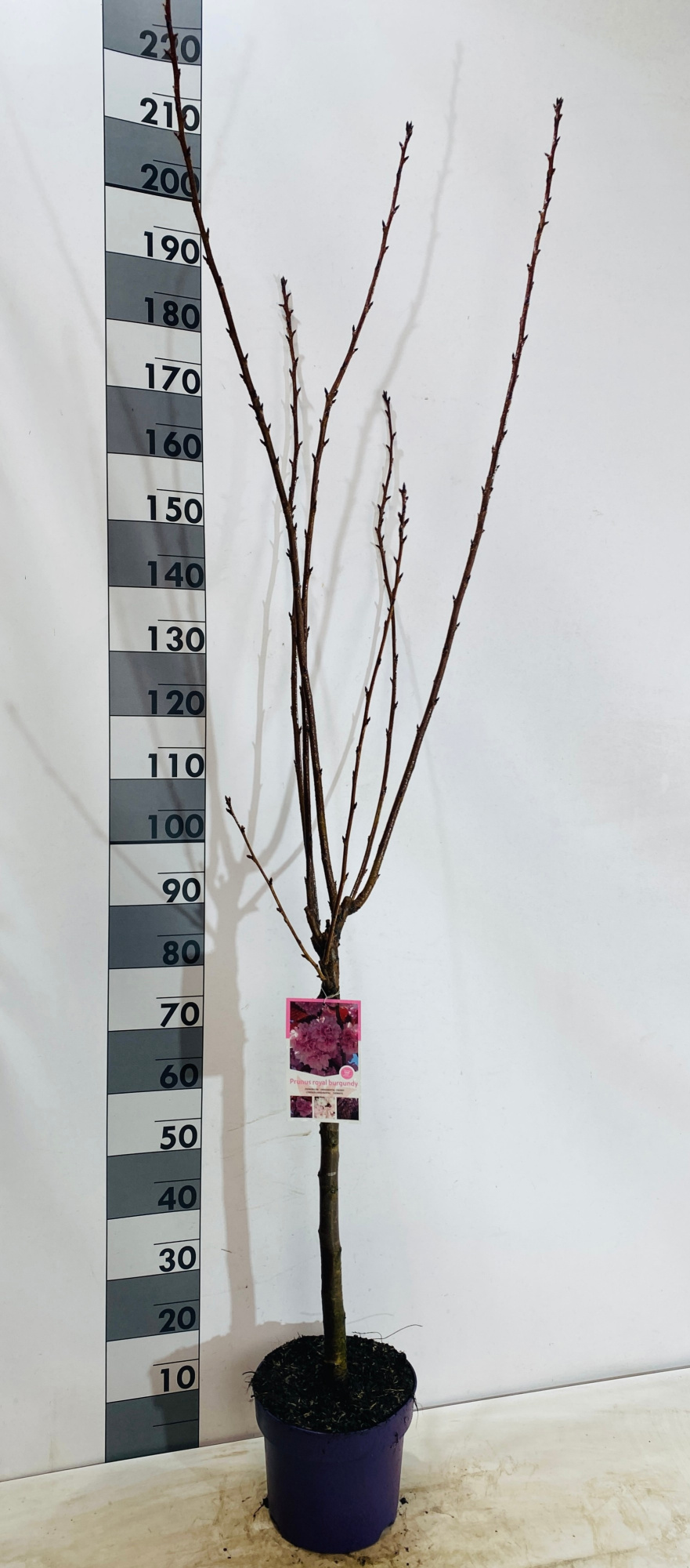 Prunus serrulata royal burgundy, D 27