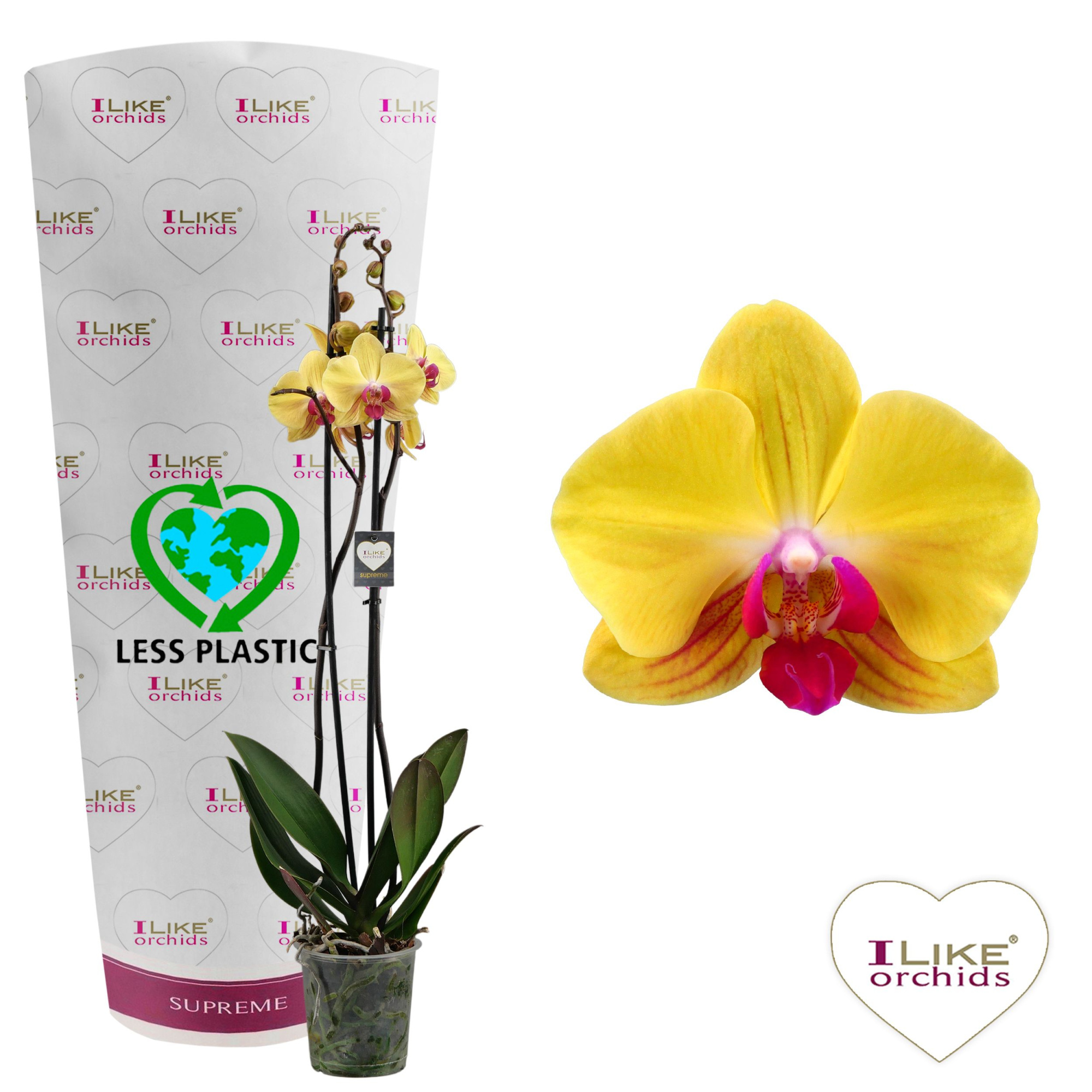 Phalaenopsis Goldion - 2 tak 70cm (Less Plastic), D 12