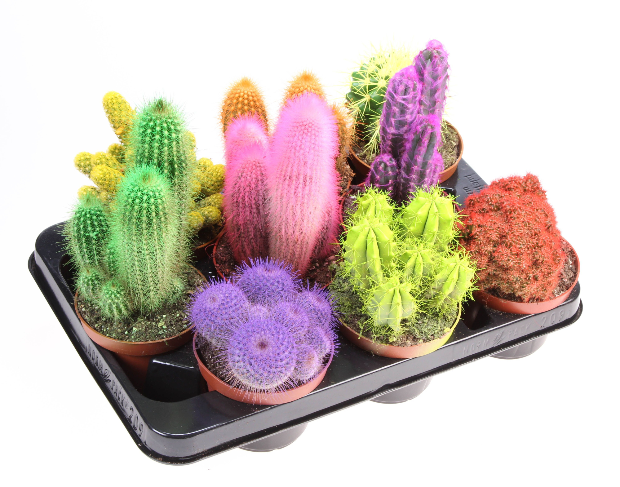 Rainbow cactus mix, D 10,5