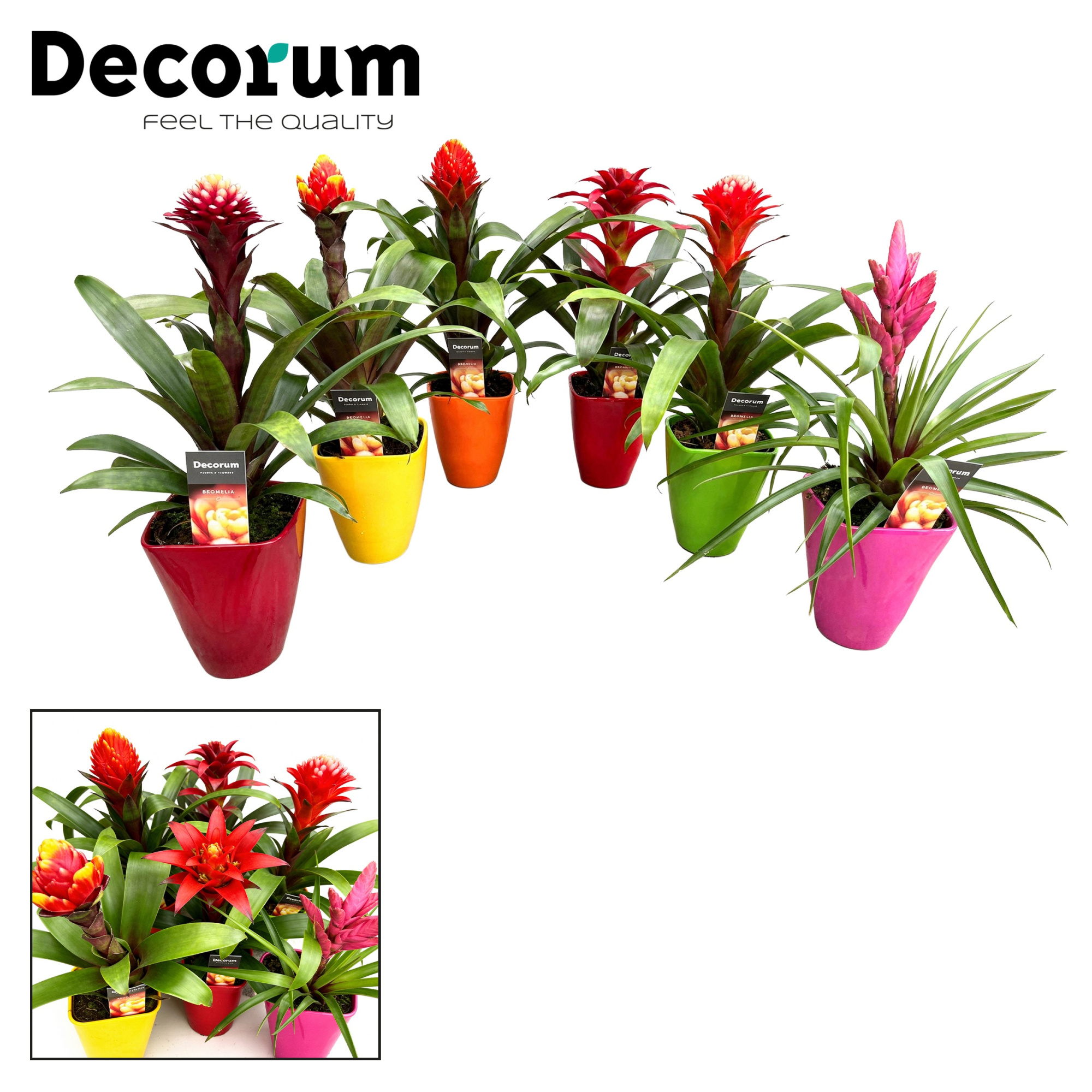 Guzmania Bolmix Exclusive Luxe Keramiek (Decorum), D 14