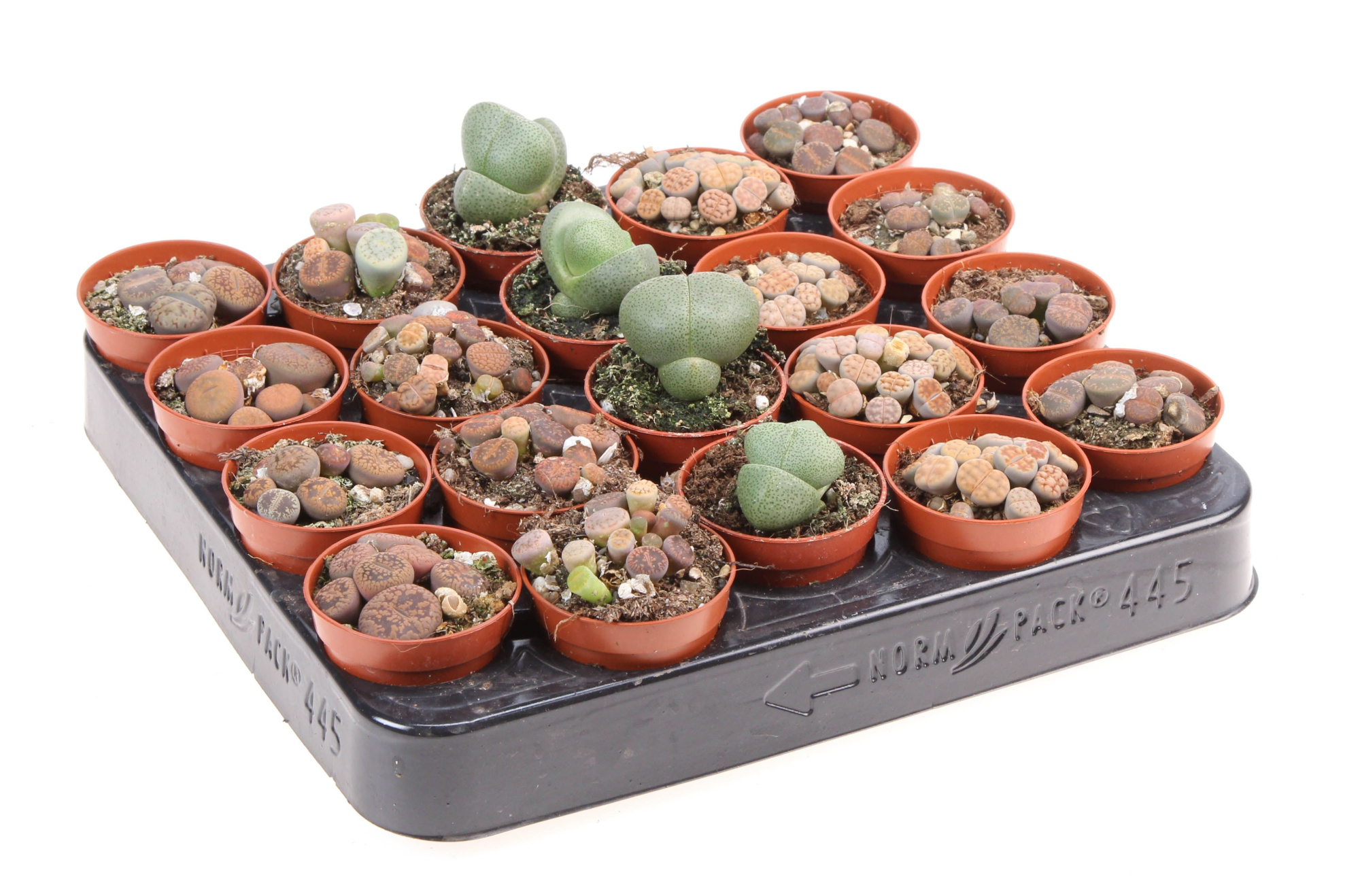 Lithops mix, D 5,5